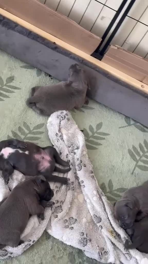 Staffordshire Bull Terrier dogs for sale: Stunning KC reg Staffordshire Bull Terrier - Video 1