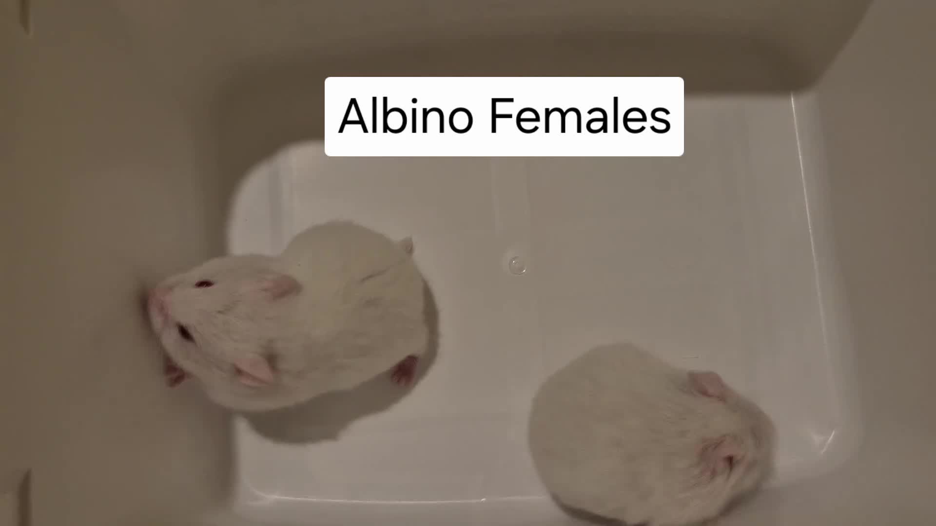 Hamster rodents for sale: 3 Stunning Purebred albino campbell dwarf hamsters - Video 2
