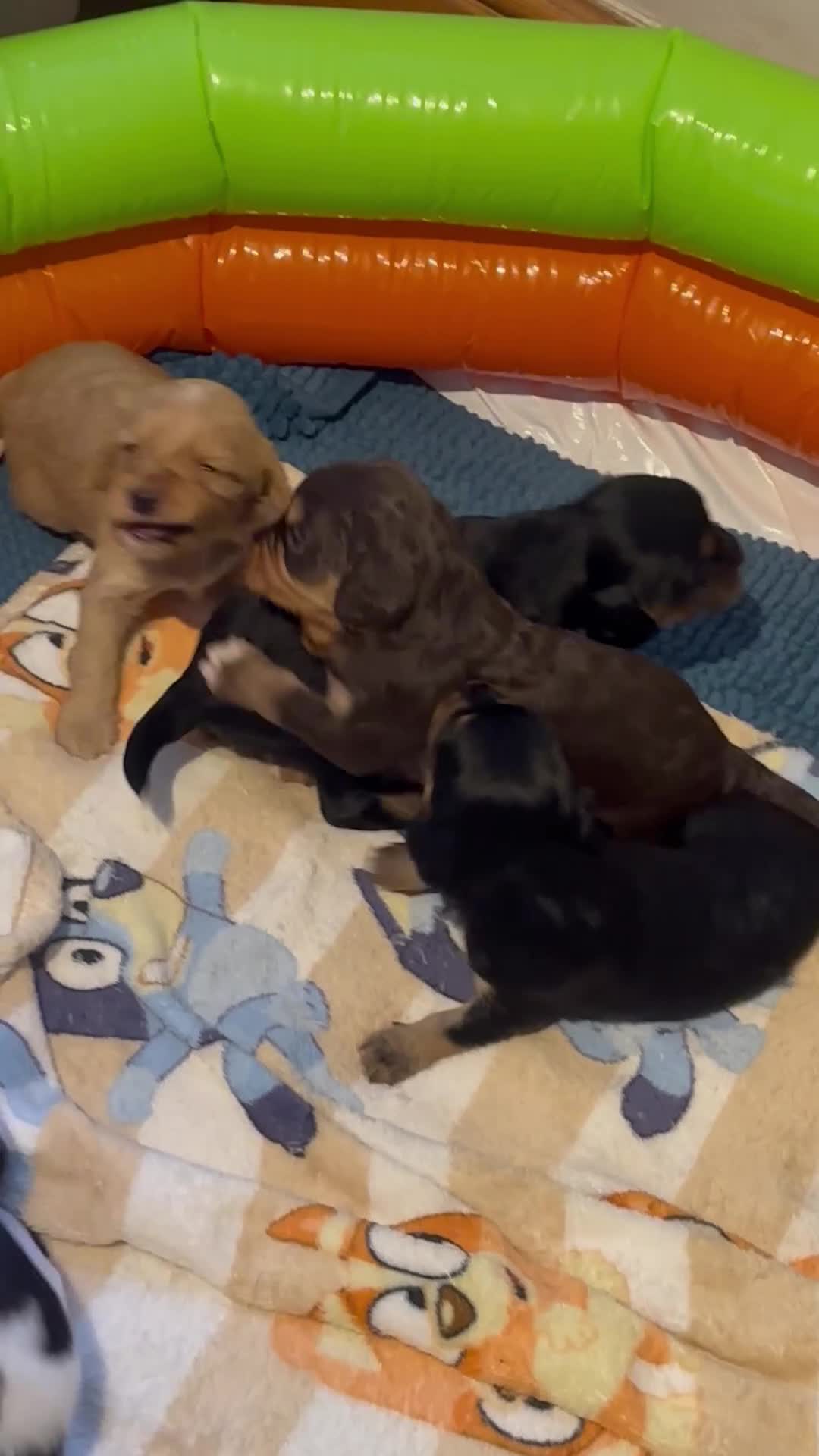 Mixed Breed dogs for sale: Sprockerpoos for sale - Video 1