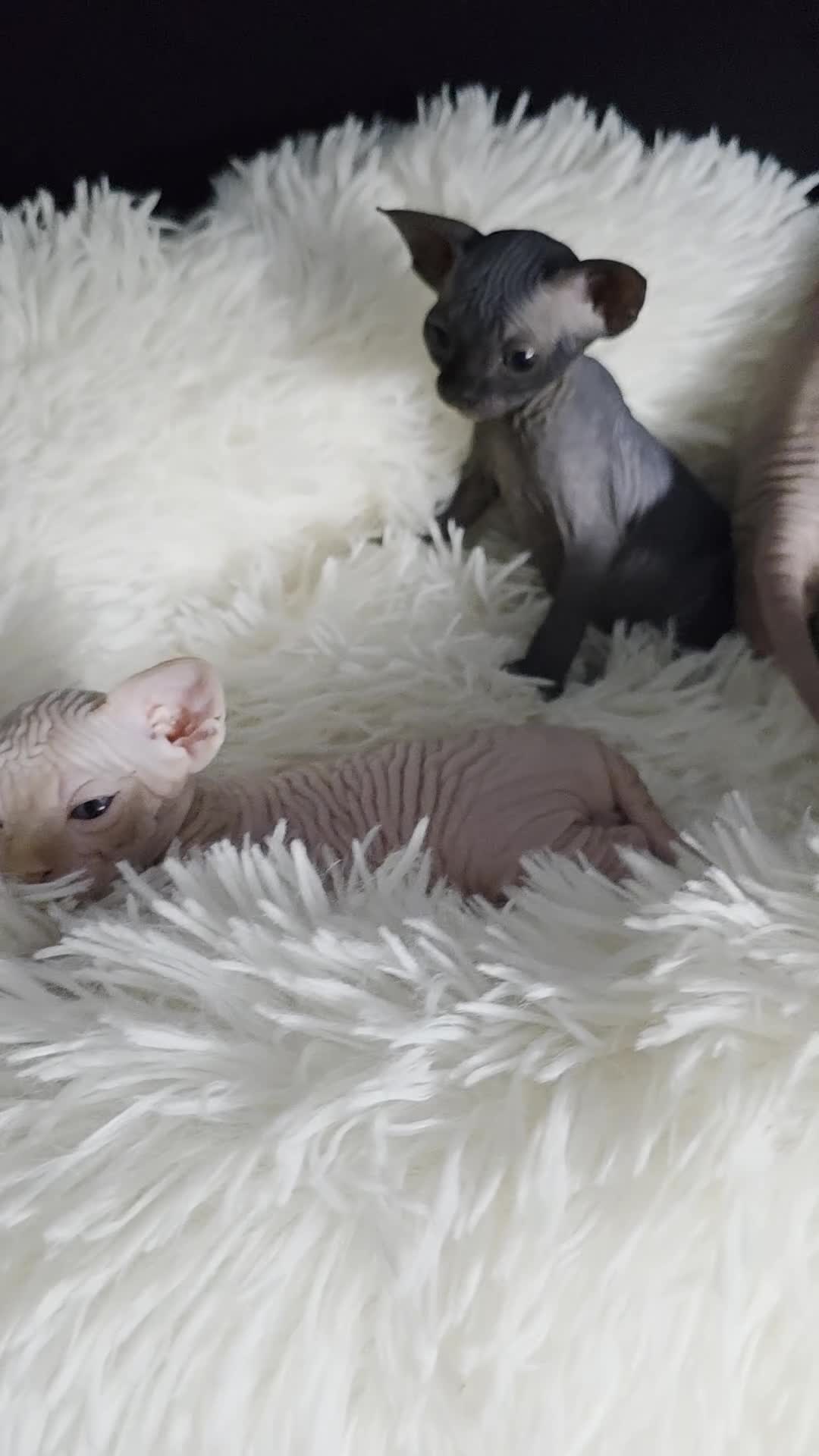 Sphynx cats for sale: Beautiful Canadian Sphynx Kittens Available 💎 - Video 3