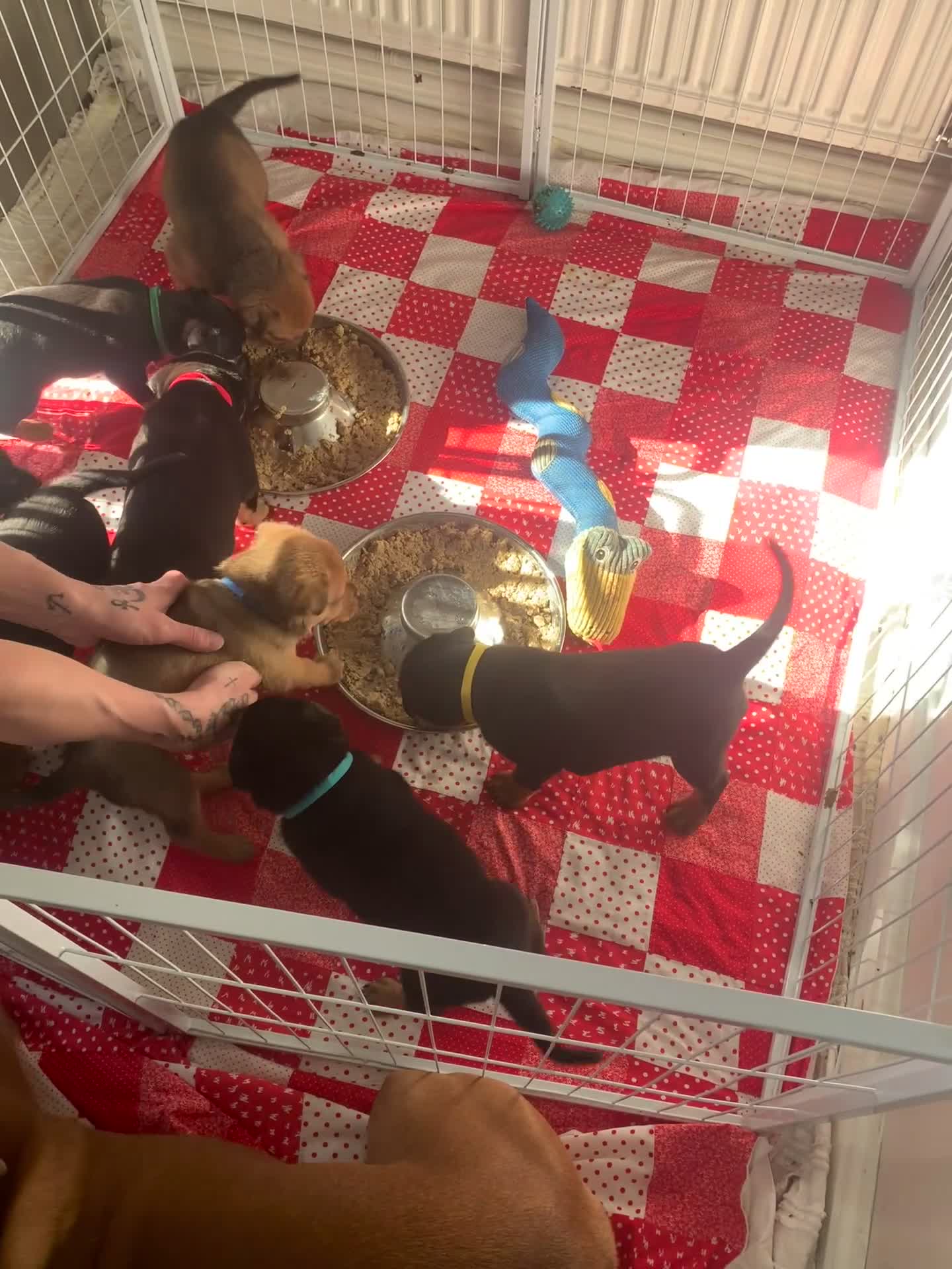 Mixed Breed dogs for sale: Rottweiler x American bull staffie - Video 2