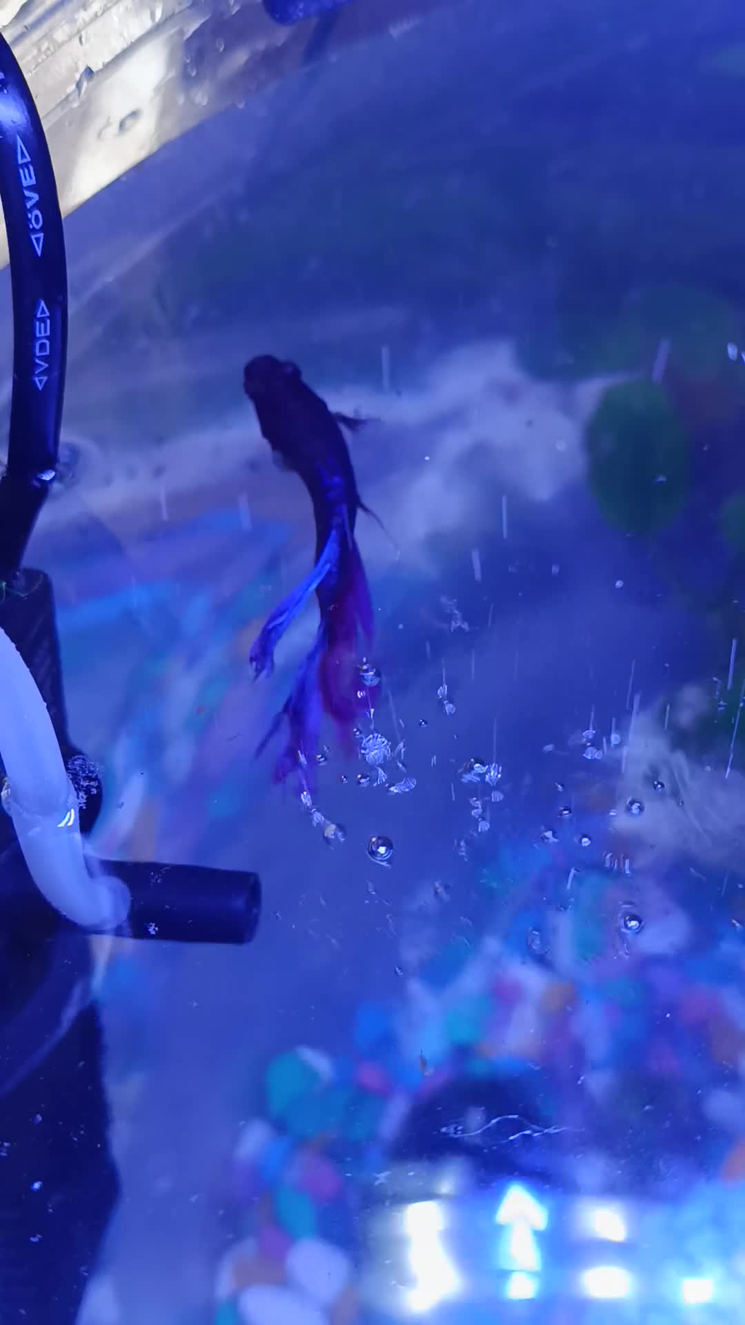 Bettas fish for sale: Purple Betta, 4 Corydoras, Catfish and Apple snail - Video 2