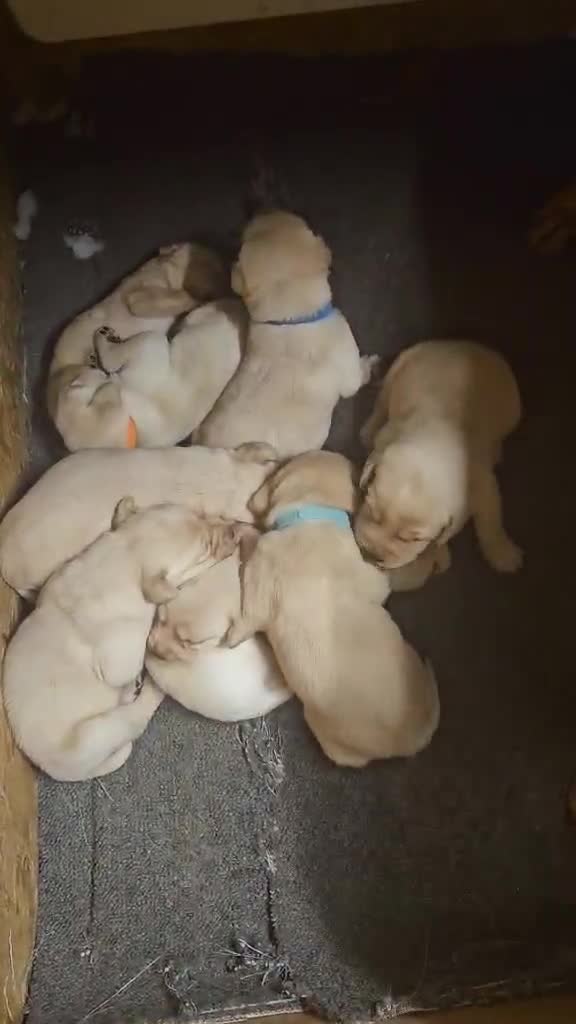 Labrador Retriever dogs for sale: KC Registered Pedigree Labrador Pups for Sale - Video 1