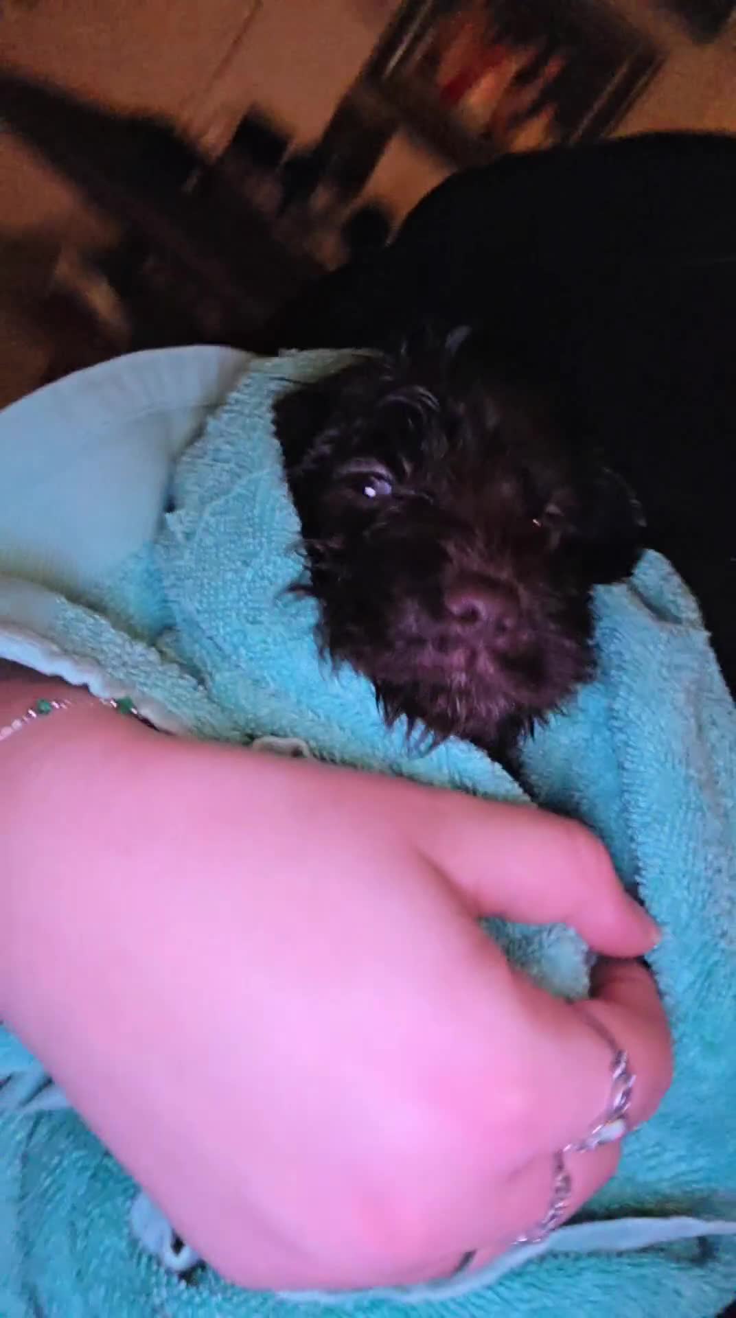 Cockapoo dogs for sale: Cockapoo puppies  - Video 1