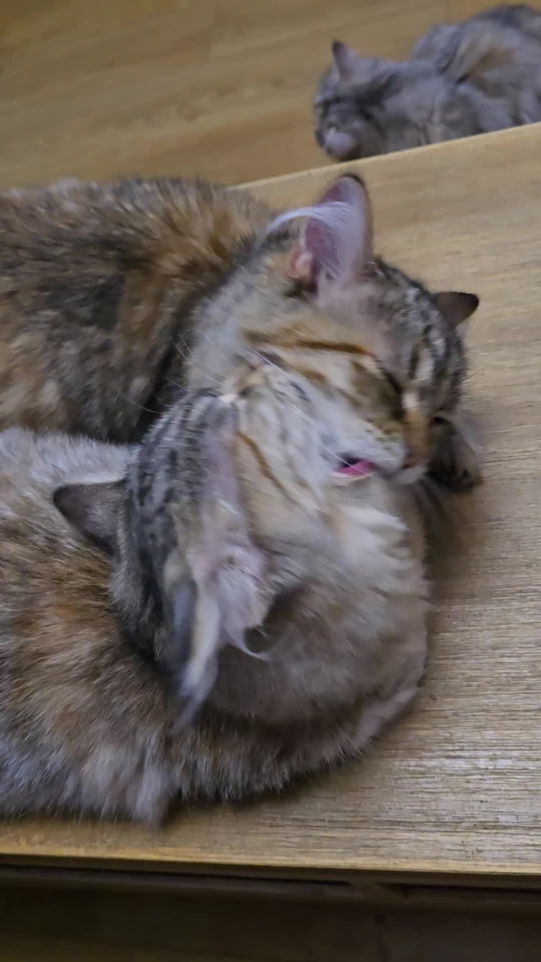 Siberian cats for sale: Siberian kittens registered FIFe  - Video 1