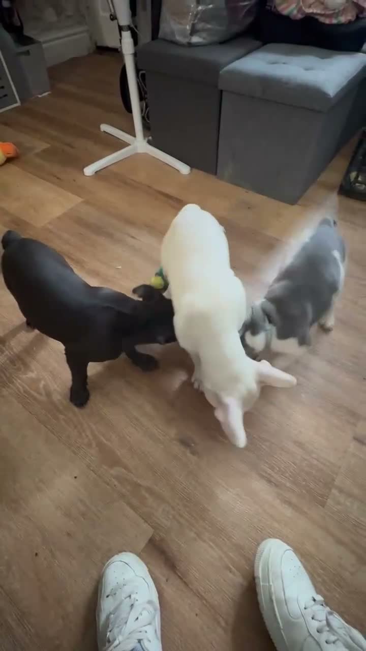 French Bulldog dogs for sale: REDUCED..FRENCH BULLDOG PUPPIES FOR SALE in London - Video 1