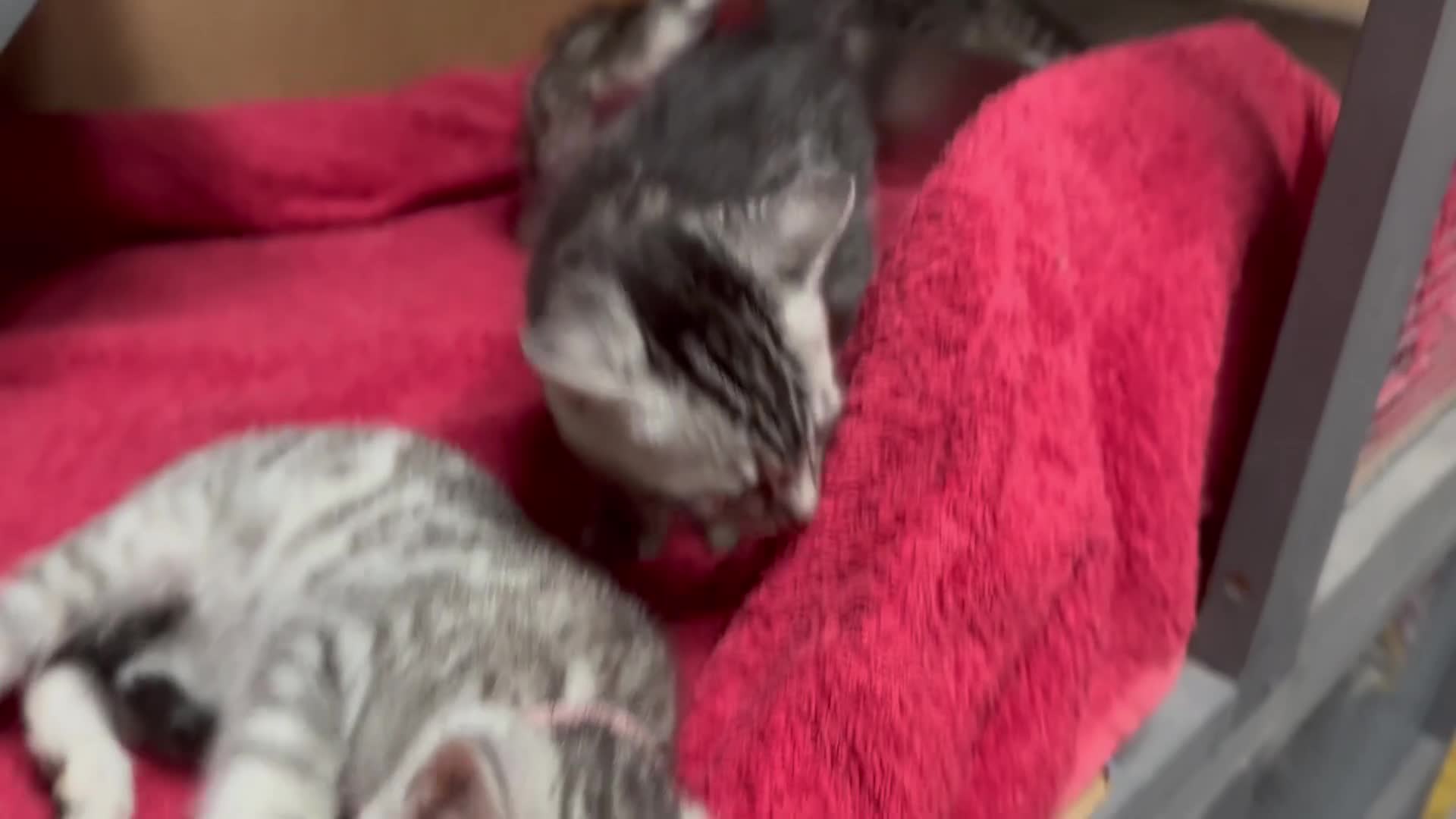 Bengal cats for sale: ✨ Bengal Kittens – Pet Homes (TICA Registerable) in Bournemouth - Video 1