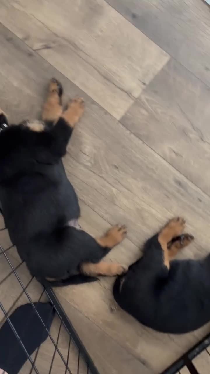 Rottweiler dogs for sale: Forever home  in Plymouth - Video 1