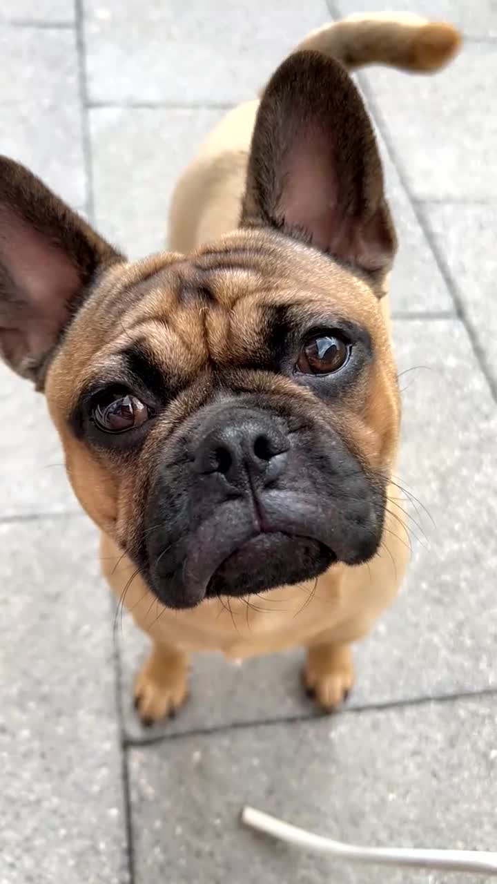 Frug dogs for sale: Gorgeous male frug - Video 1