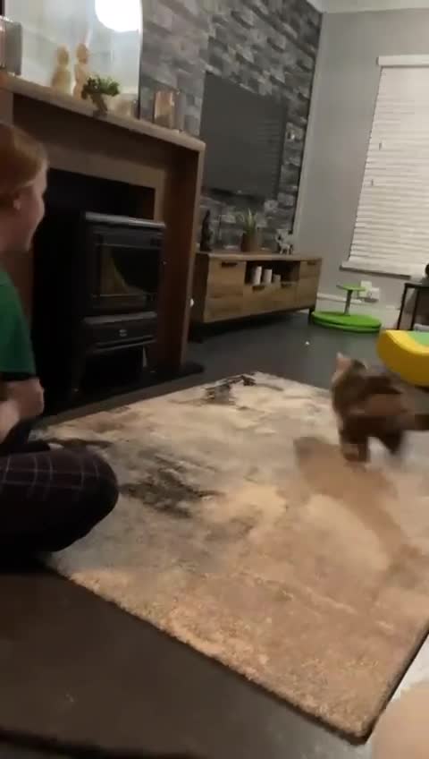 British Shorthair cats for sale: Female GCCF British Shorthair  - Video 1