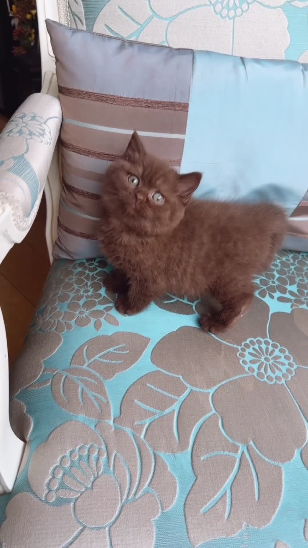 British Shorthair cats for sale: Chunky Chocolate Tica reg BS kittens  - Video 2