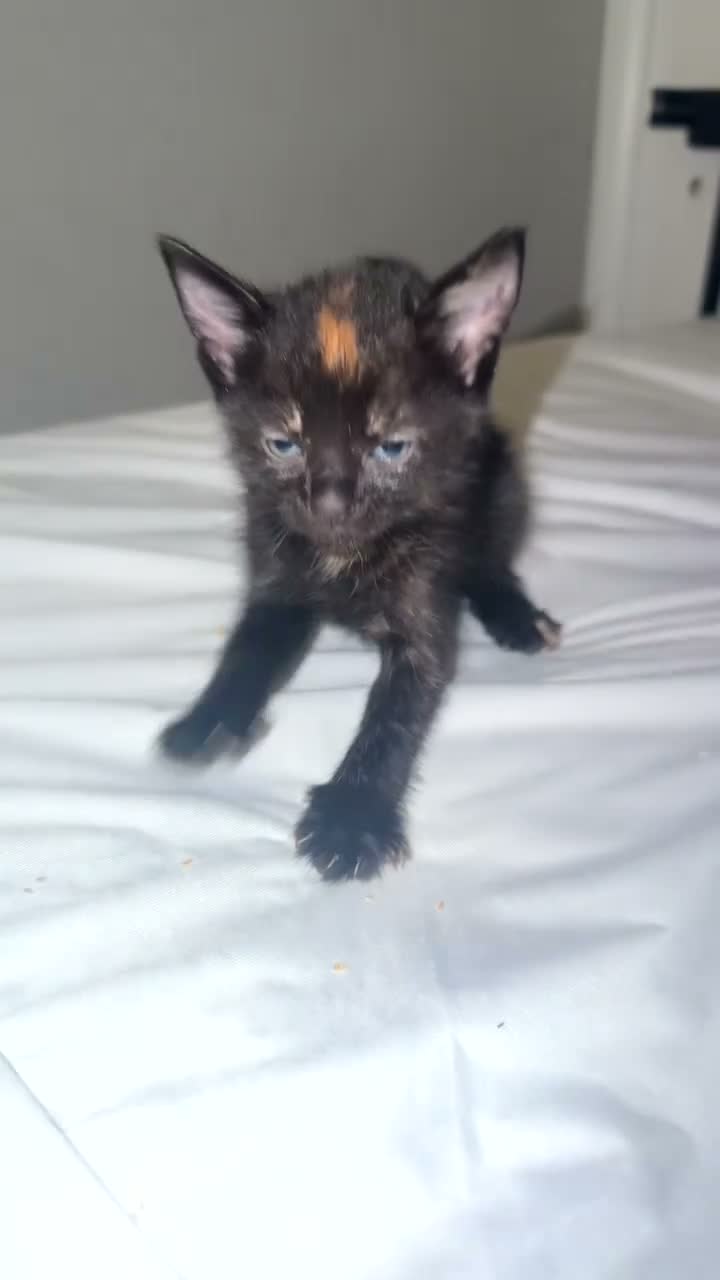 Mixed Breed cats for sale: Mixed kittens  - Video 5