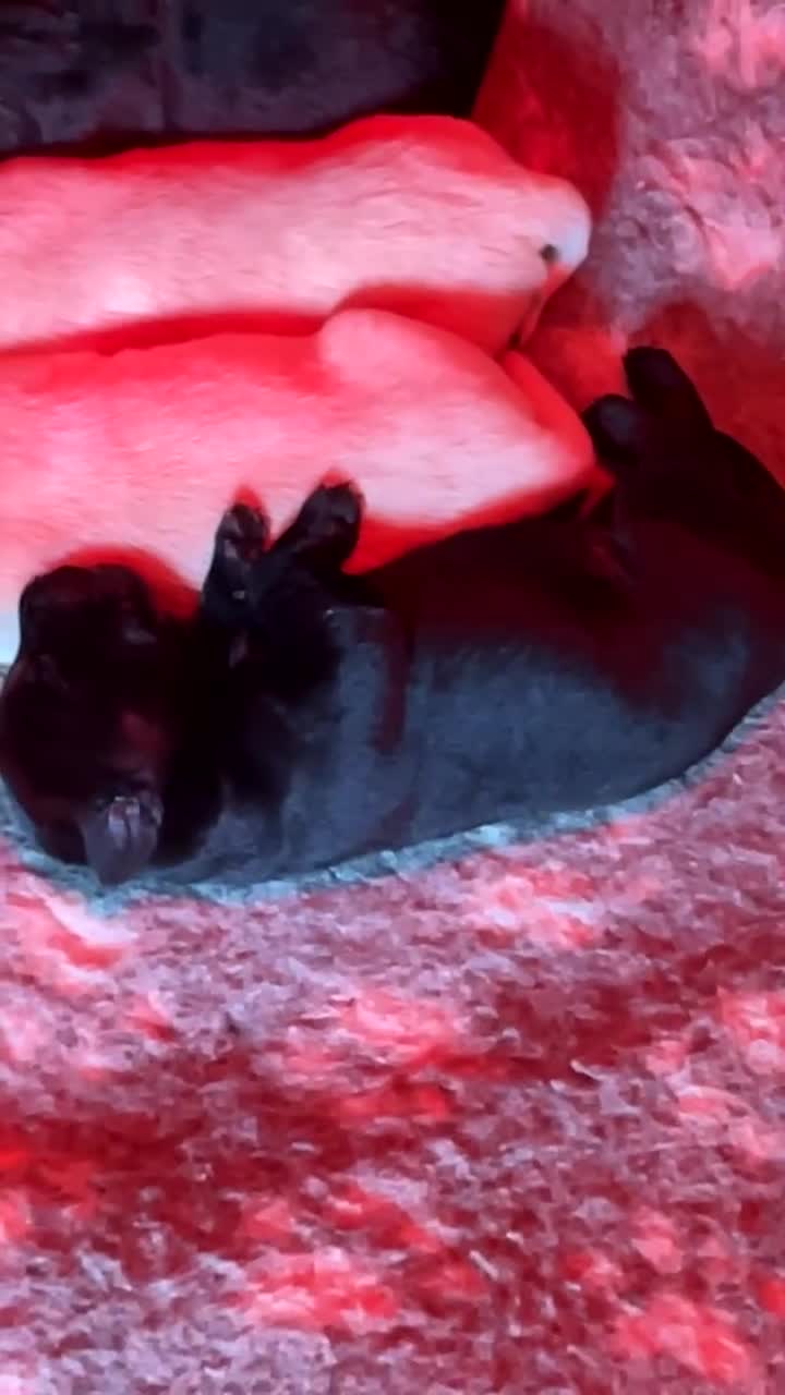 Labrador Retriever dogs for sale:  Labrador Pups (Health Tested) - Video 1