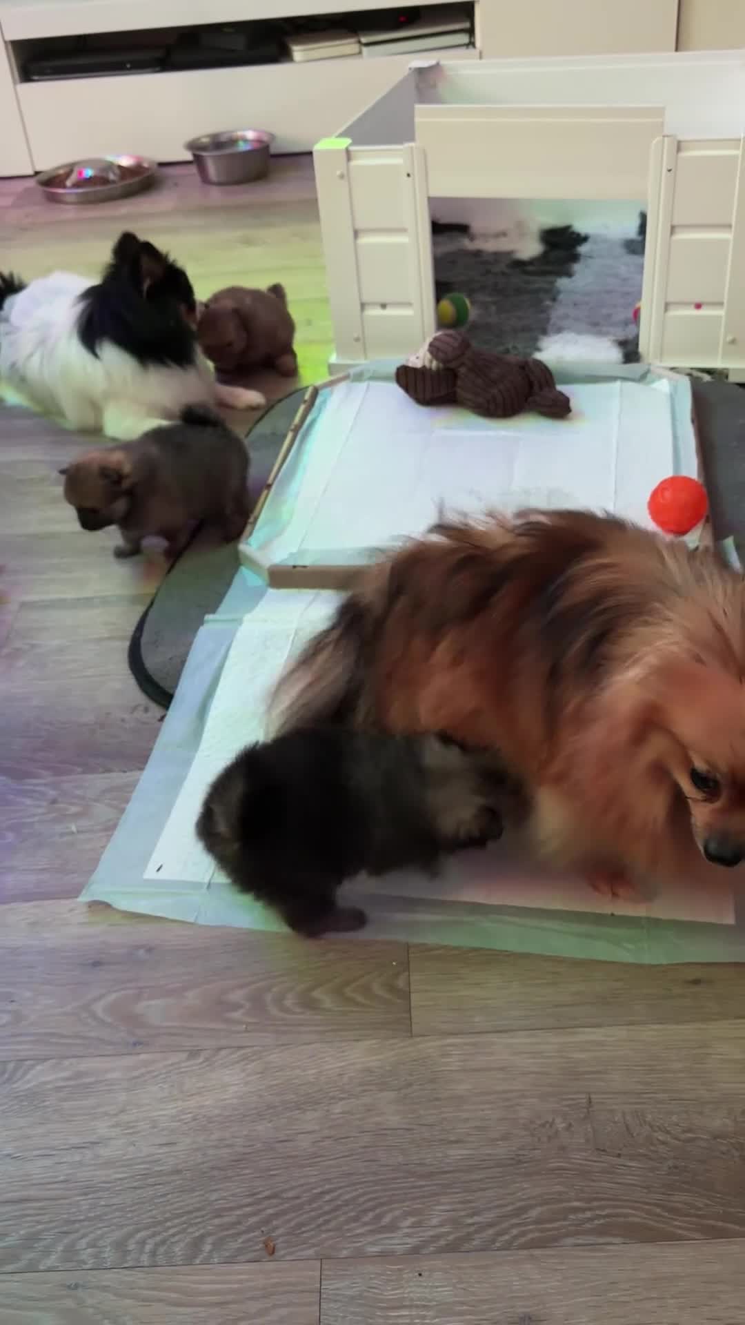 Pomeranian dogs for sale: Beautiful Poms 💜🐾 - Video 1