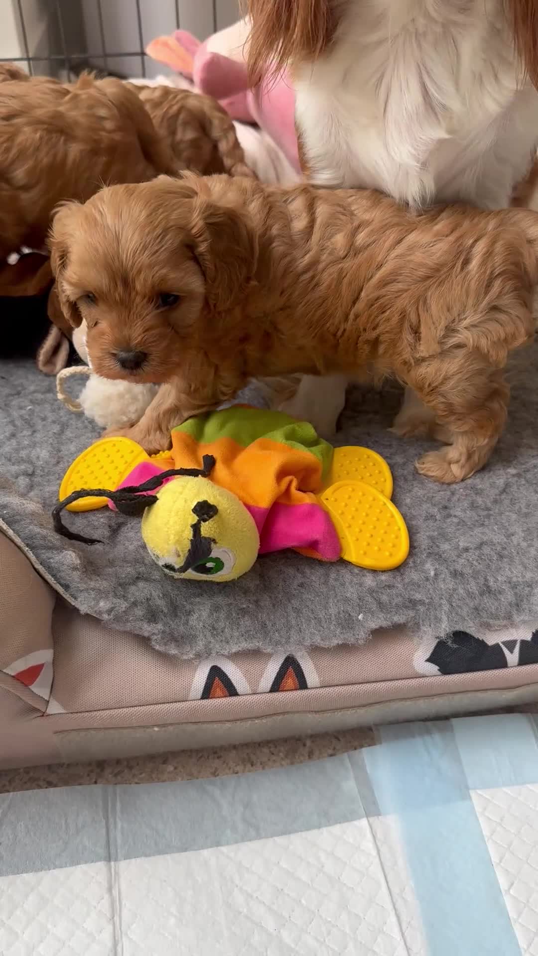 Cavapoo dogs for sale: Extensively Health tested F1 Cavapoo🐾 puppies - Video 2