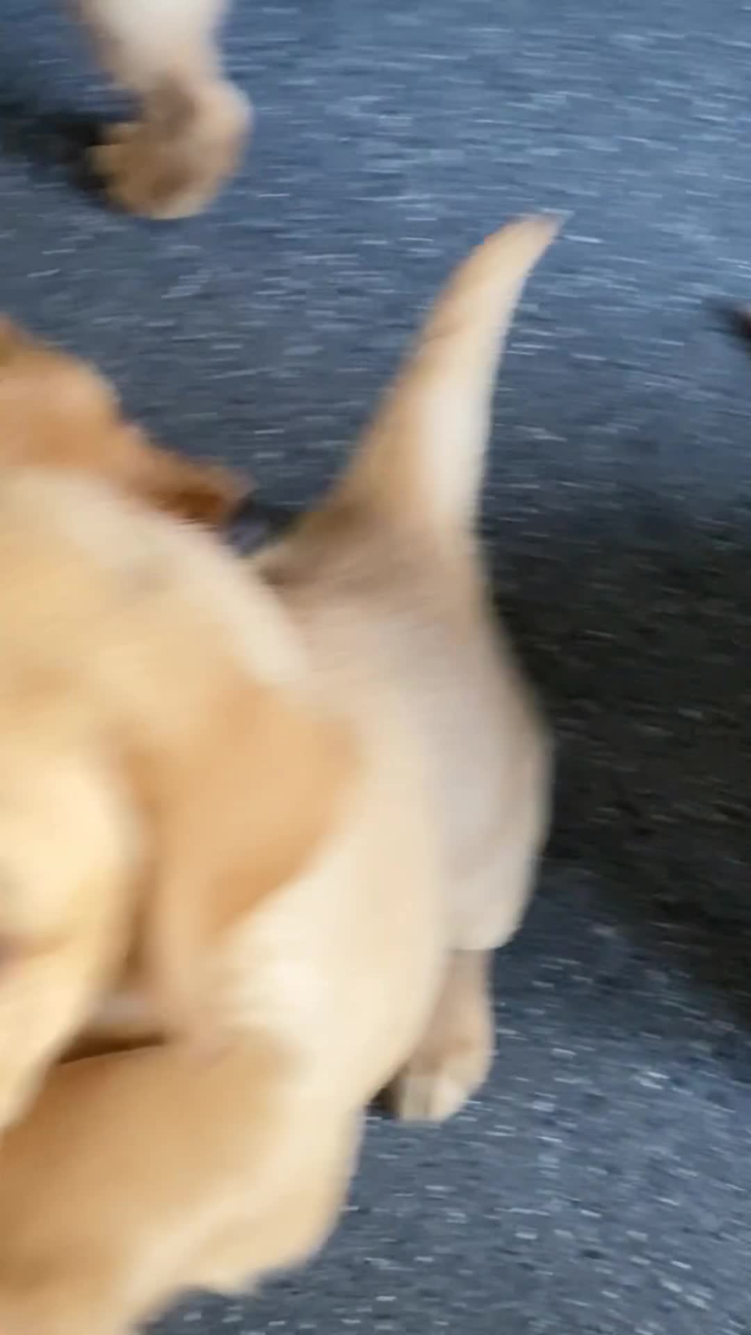 Goldador dogs for sale: ‘Fox Red’ Labrador x Golden Retriever puppies - Video 1