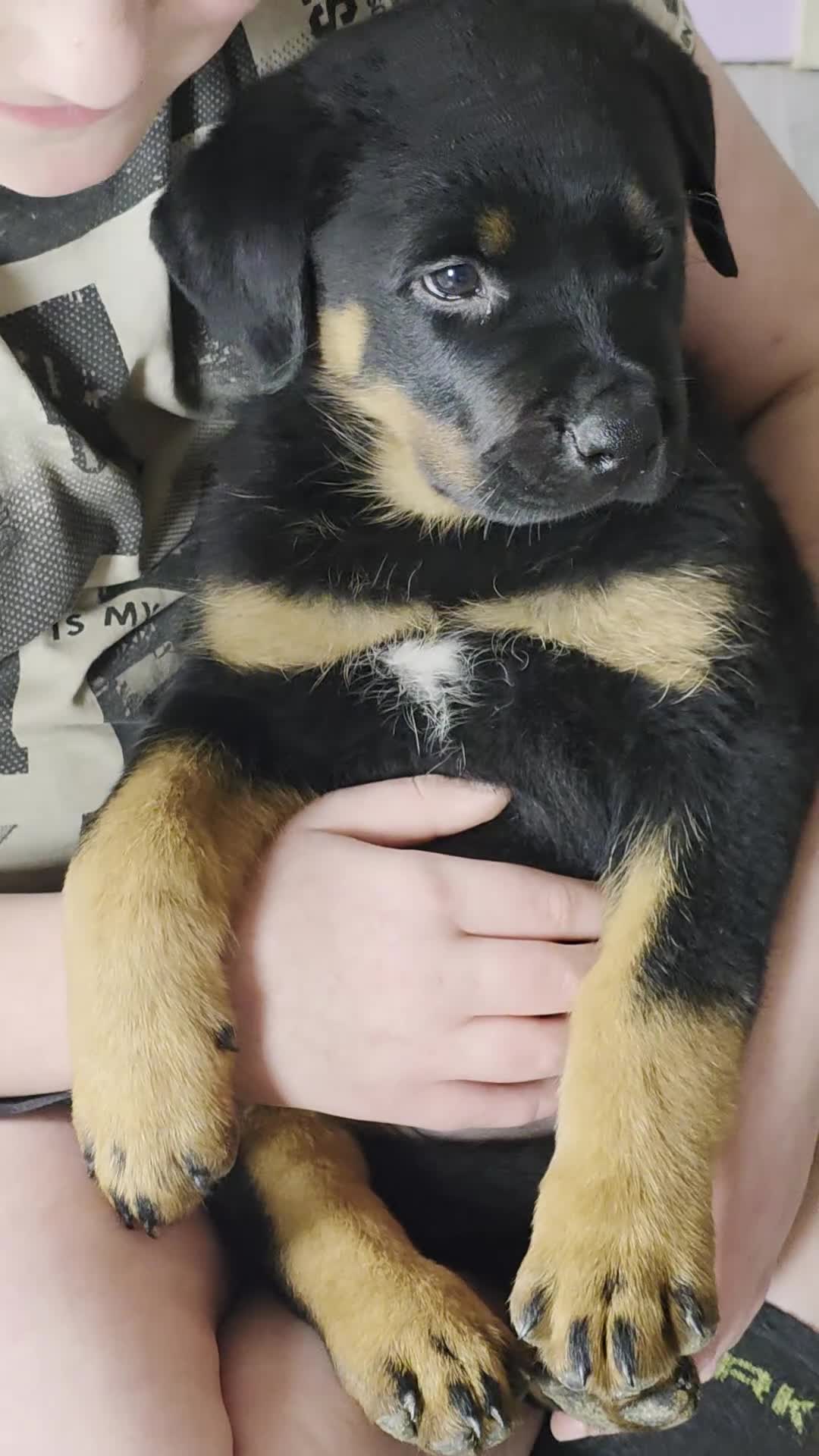 Rottweiler dogs for sale: Rottweiler puppies  - Video 1