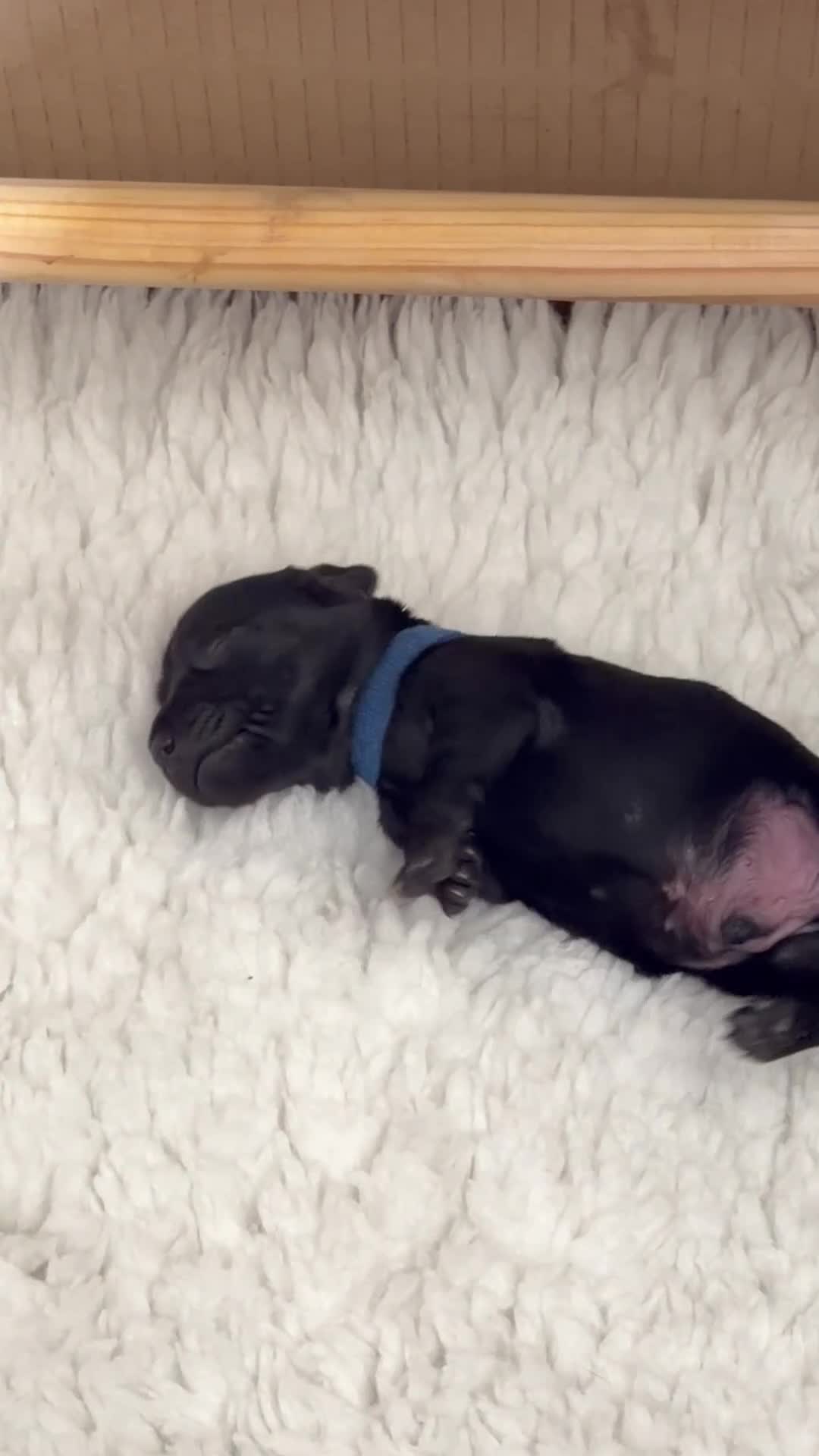 Miniature Dachshund dogs for sale: Rare Solid Blue & Solid Black KC Reg Mini Daxies - Video 1