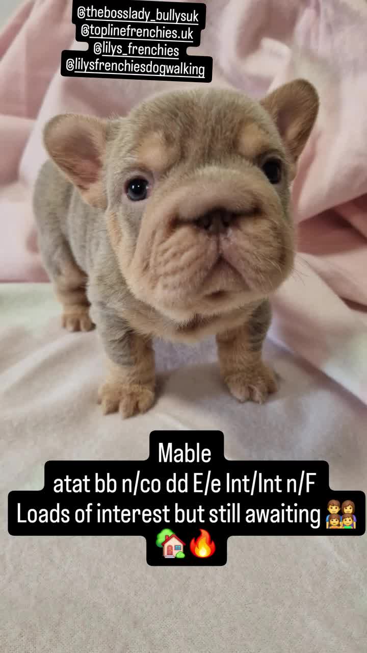 French Bulldog dogs for sale: FRENCH BULLDOGS  - Video 4