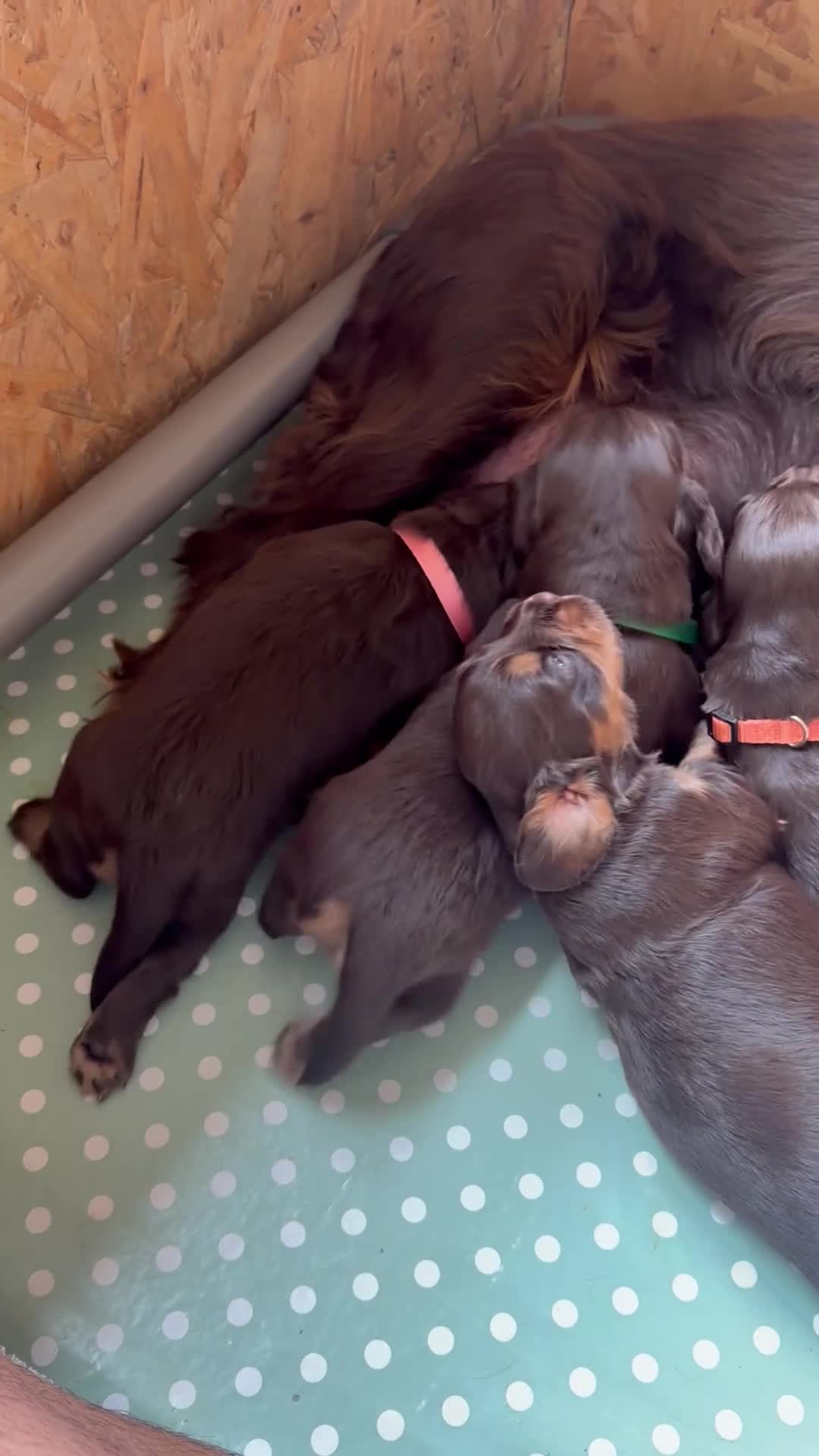 Cocker Spaniel dogs for sale: Coming soon! Gorgeous Cocker Spaniel pups! - Video 1