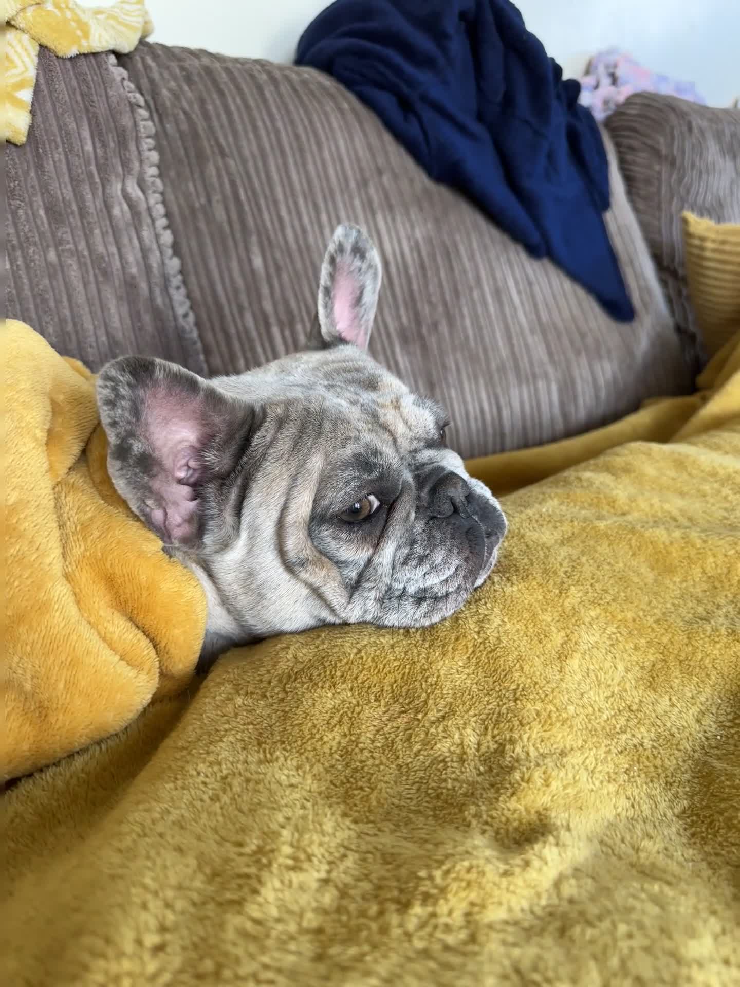 French Bulldog dogs for sale: Adorable French Bulldog for sale  - Video 3