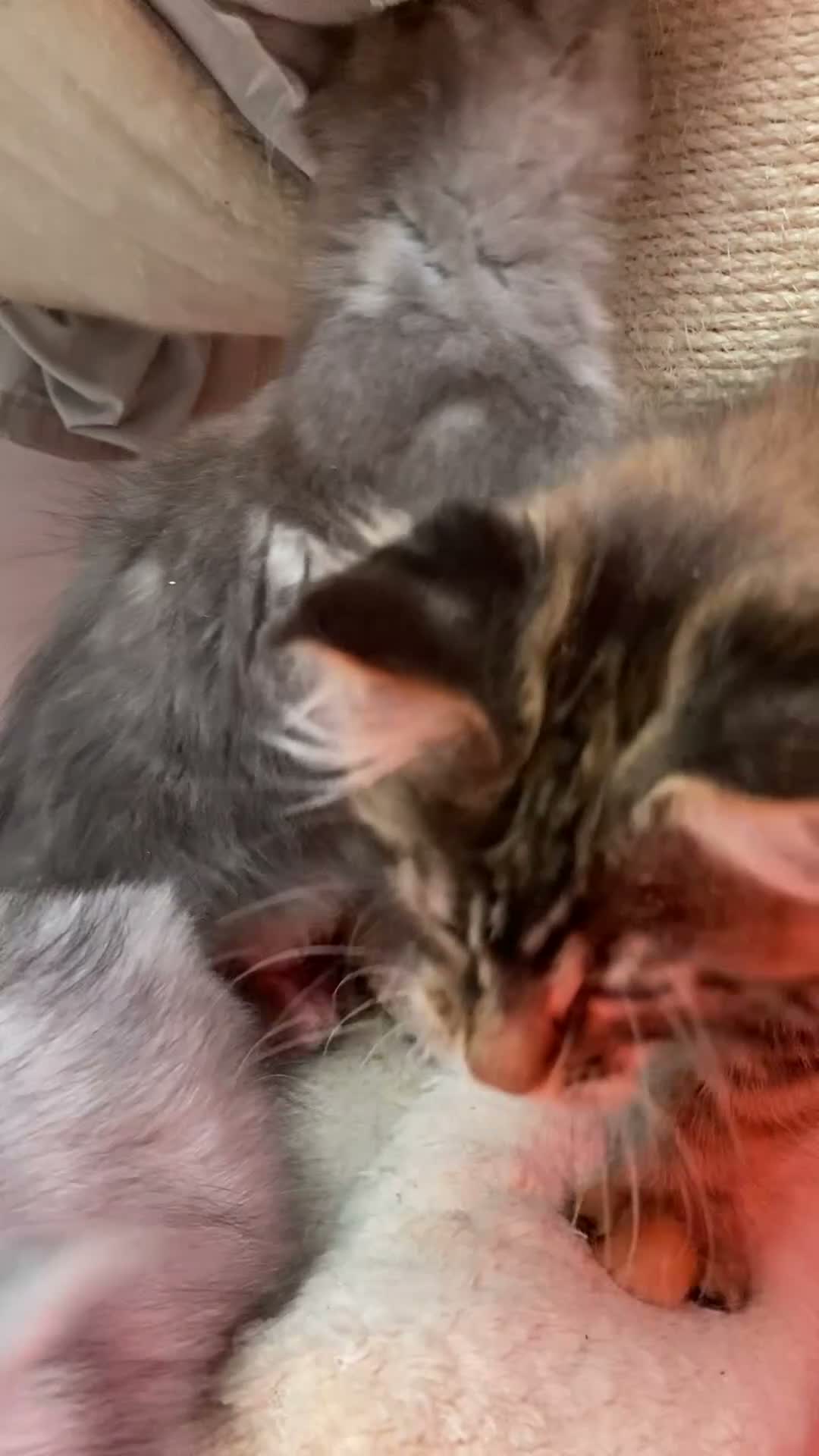 Maine Coon cats for sale: GCCF registered Maine coons - Video 4