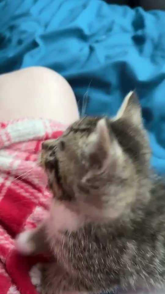 Mixed Breed cats for sale: Beautiful mixed breed blue eyes silver/grey tabby  - Video 2