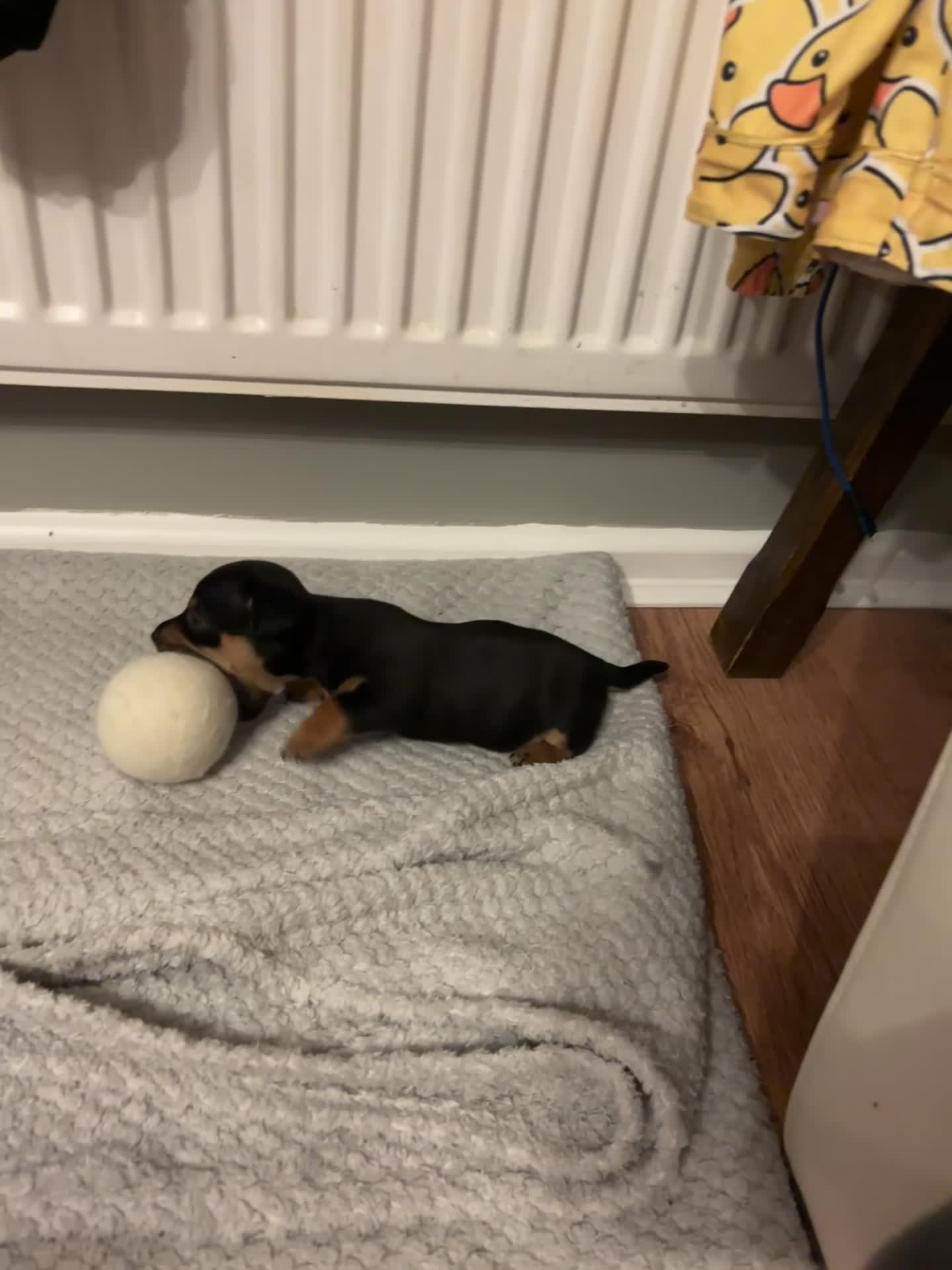 Jack Russell dogs for sale: Jack Russell puppies in Llanymynech - Video 1