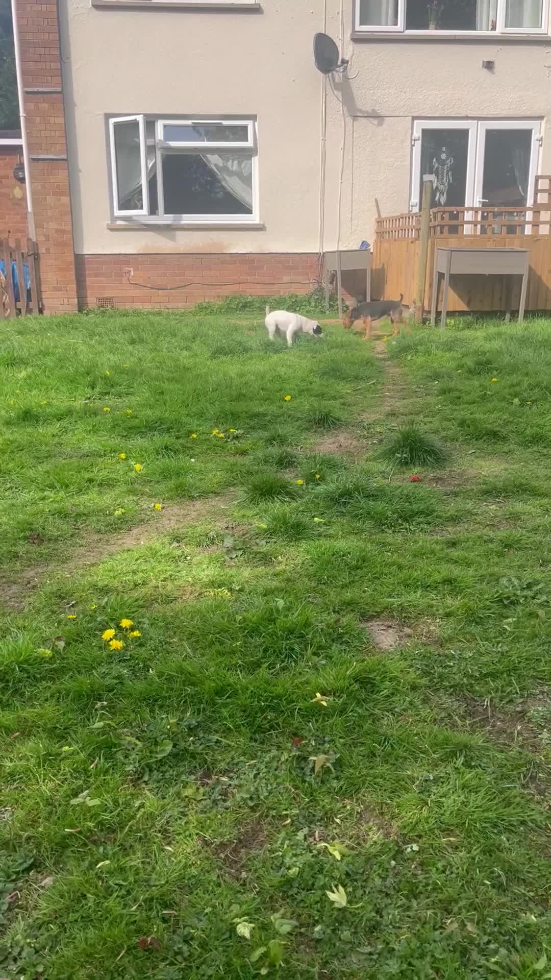 Patterdale Terrier dogs for sale: Lakeland male  - Video 1