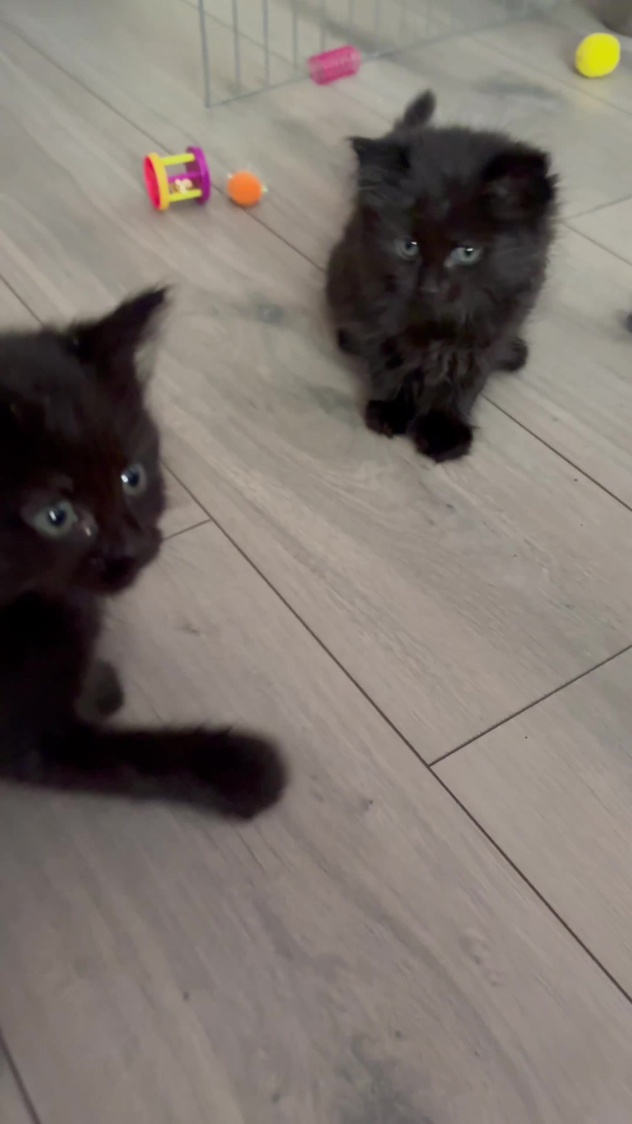 Mixed Breed cats for sale: READY TO LEAVE ASAP!! 5 kittens for sale! - Video 3