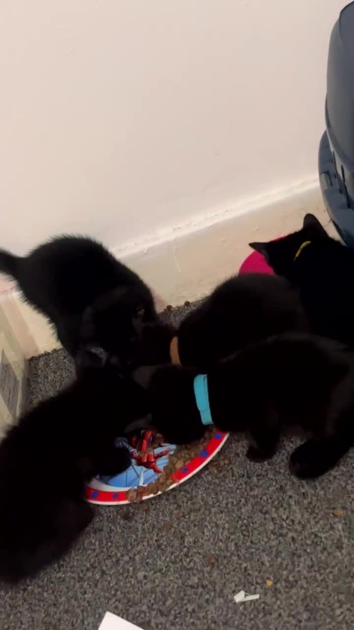 Bombay cats for sale: 5 beautiful babys - Video 3