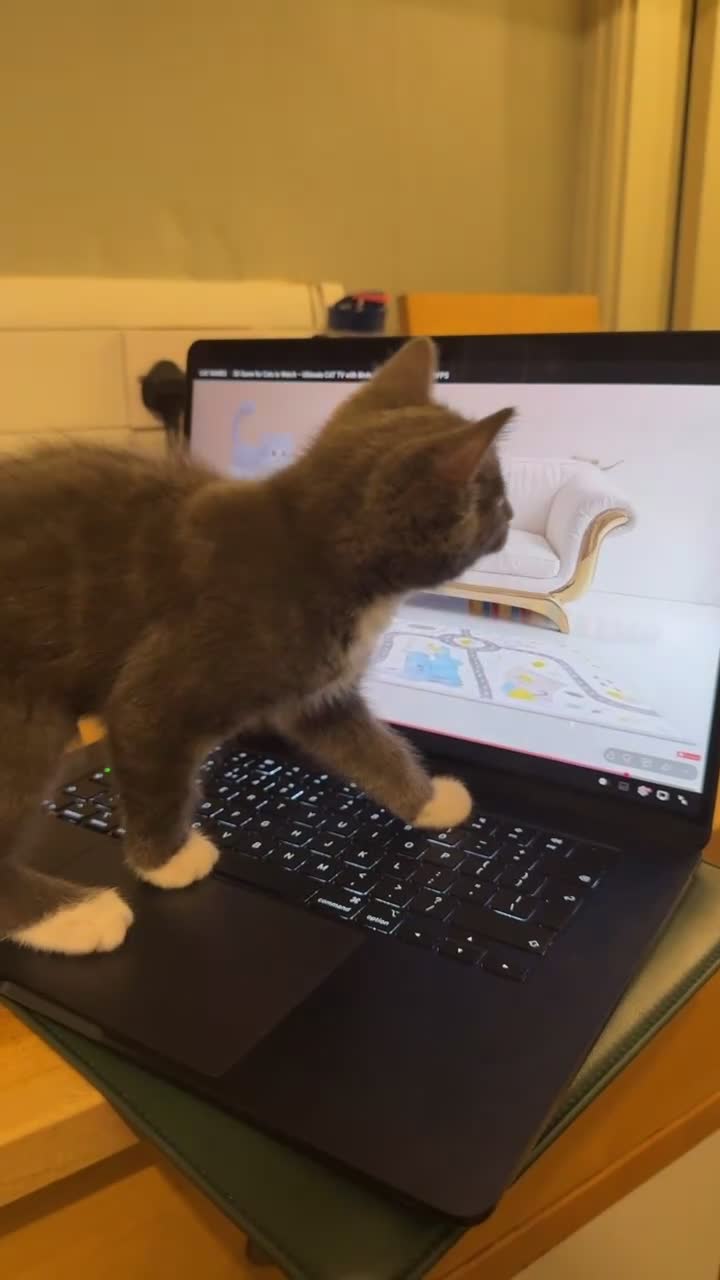 Mixed Breed cats for sale: Adorable & healthy 9 weeks male kitten for sale !! in Richmond - Video 1