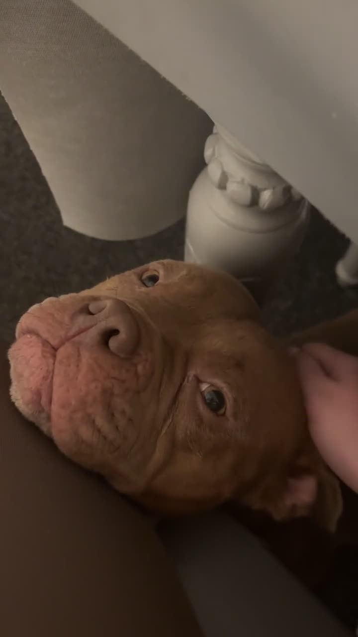 American Bull Staffy dogs for sale: One boy and two girl puppies - Video 2