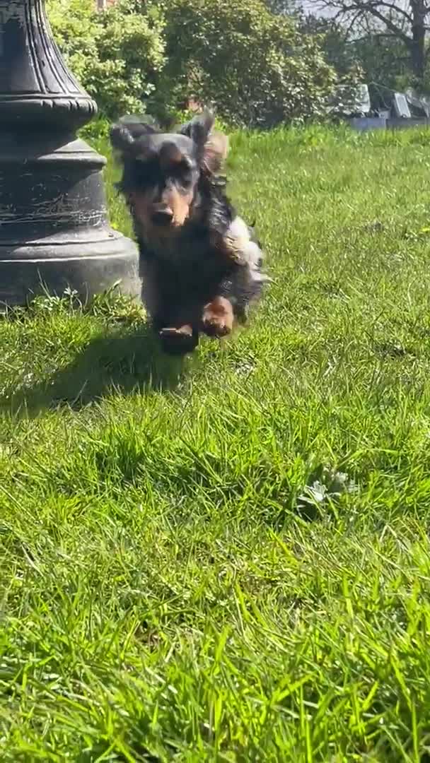 Miniature Dachshund dogs for stud: Stunning long  silver dapple stud boy  in Doncaster - Video 2