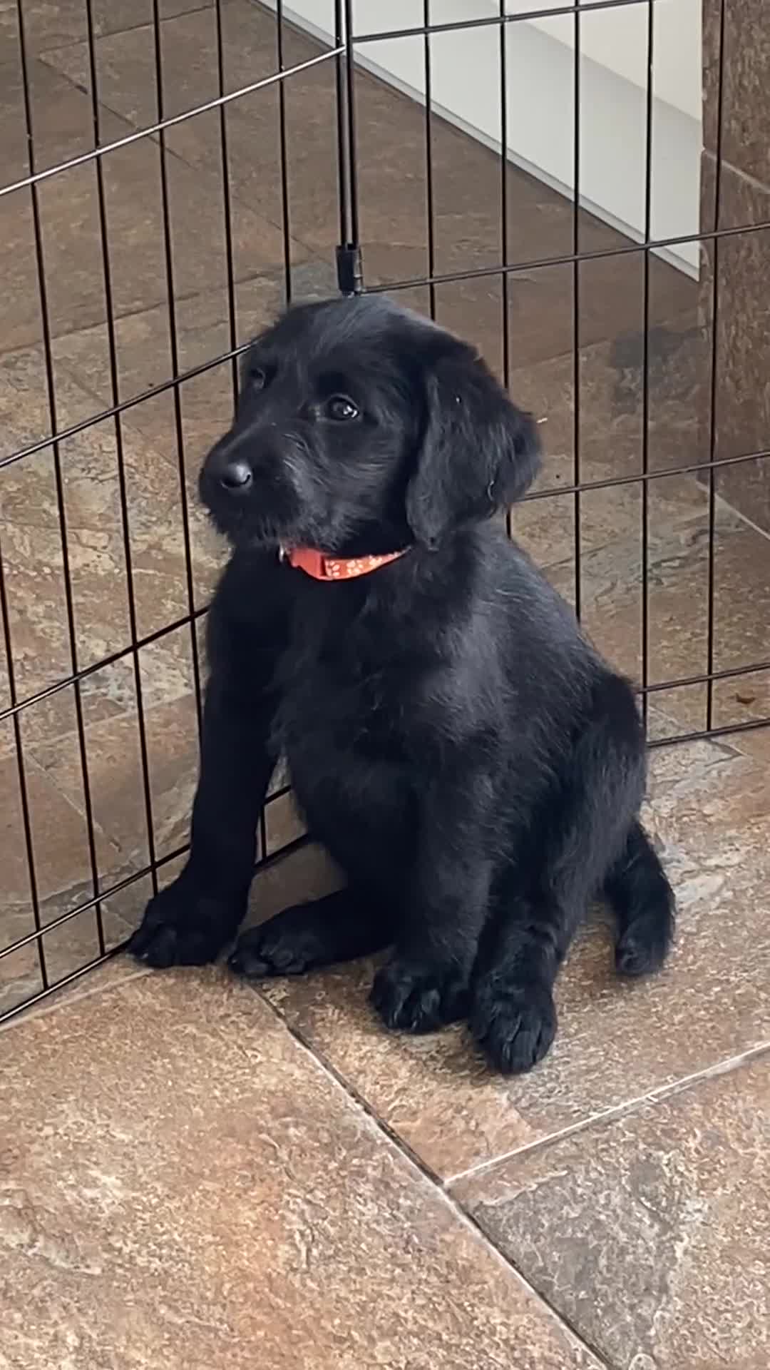 Labradoodle dogs for sale: F1 labradoodles  - Video 1