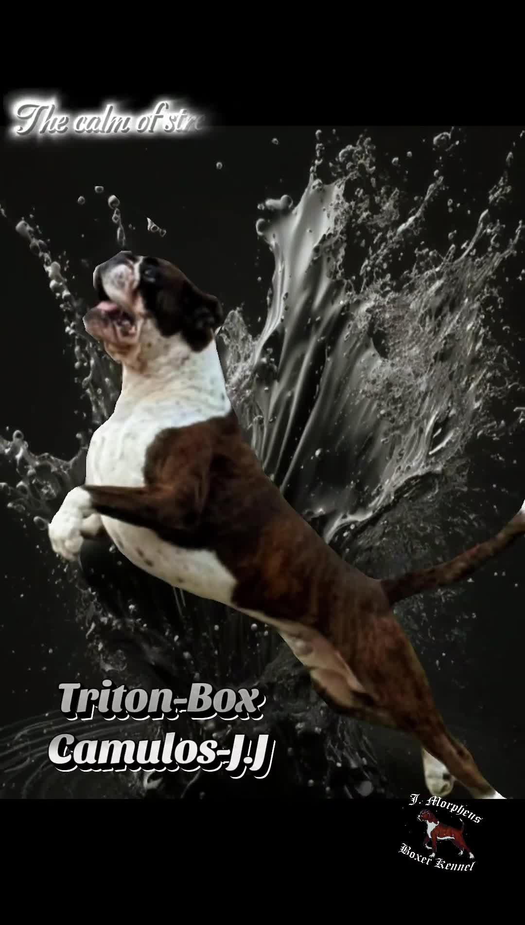 Boxer dogs for stud: 100% pure German Boxers in Norwich - Video 1