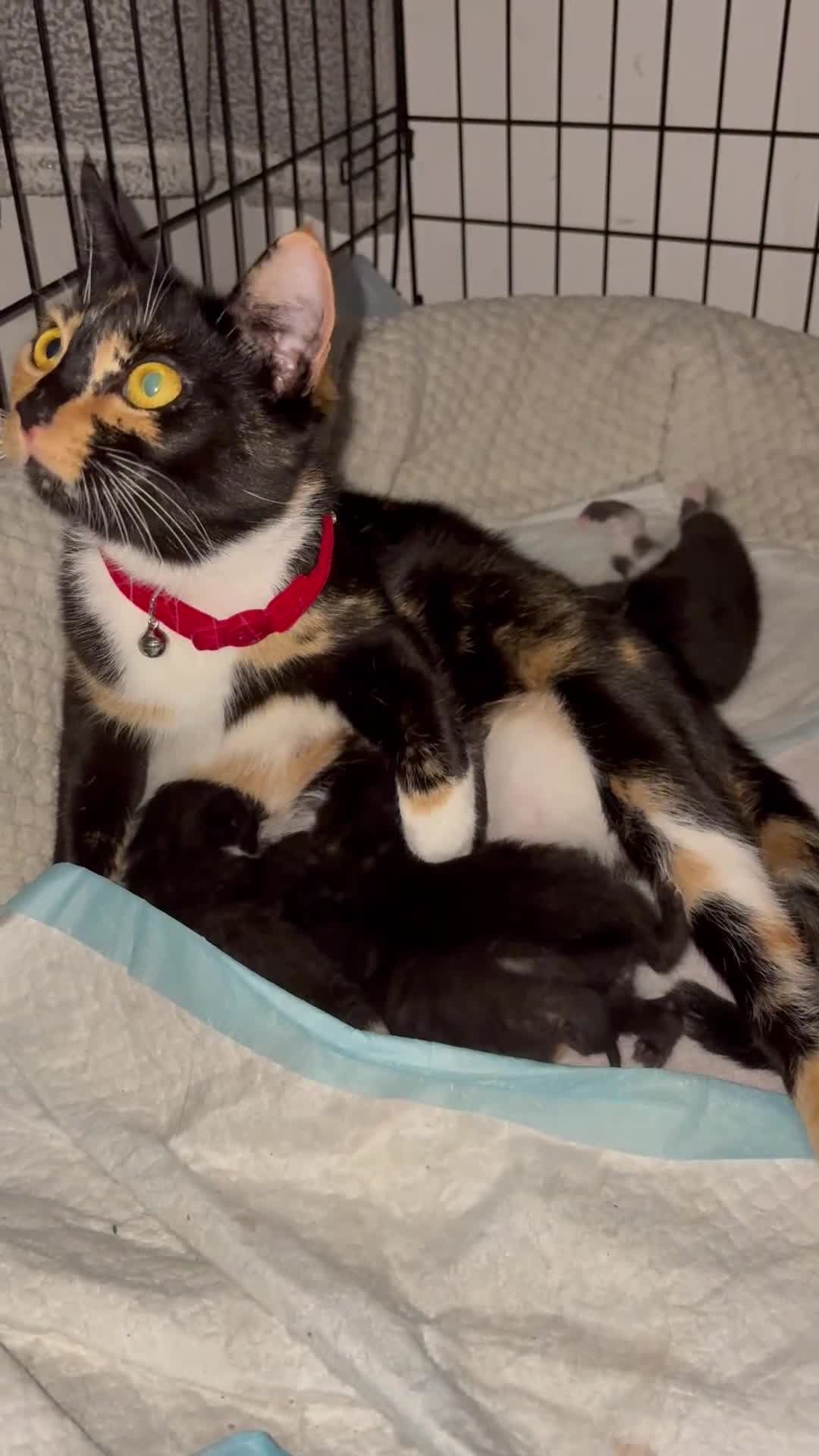 Domestic Shorthair cats for sale: 2 beautiful female kittens ready for adoption - Video 1