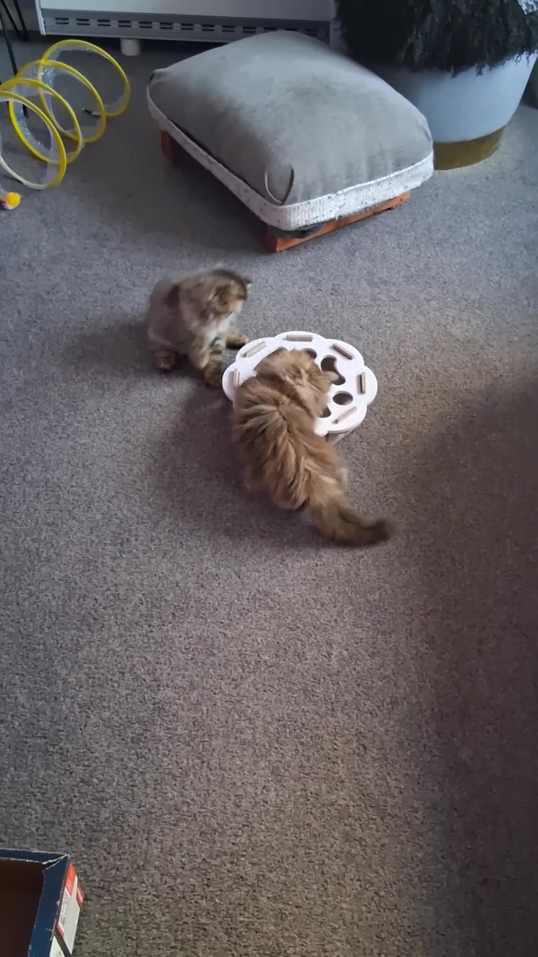 Persian cats for sale: Adorable pure Persian  - Video 4