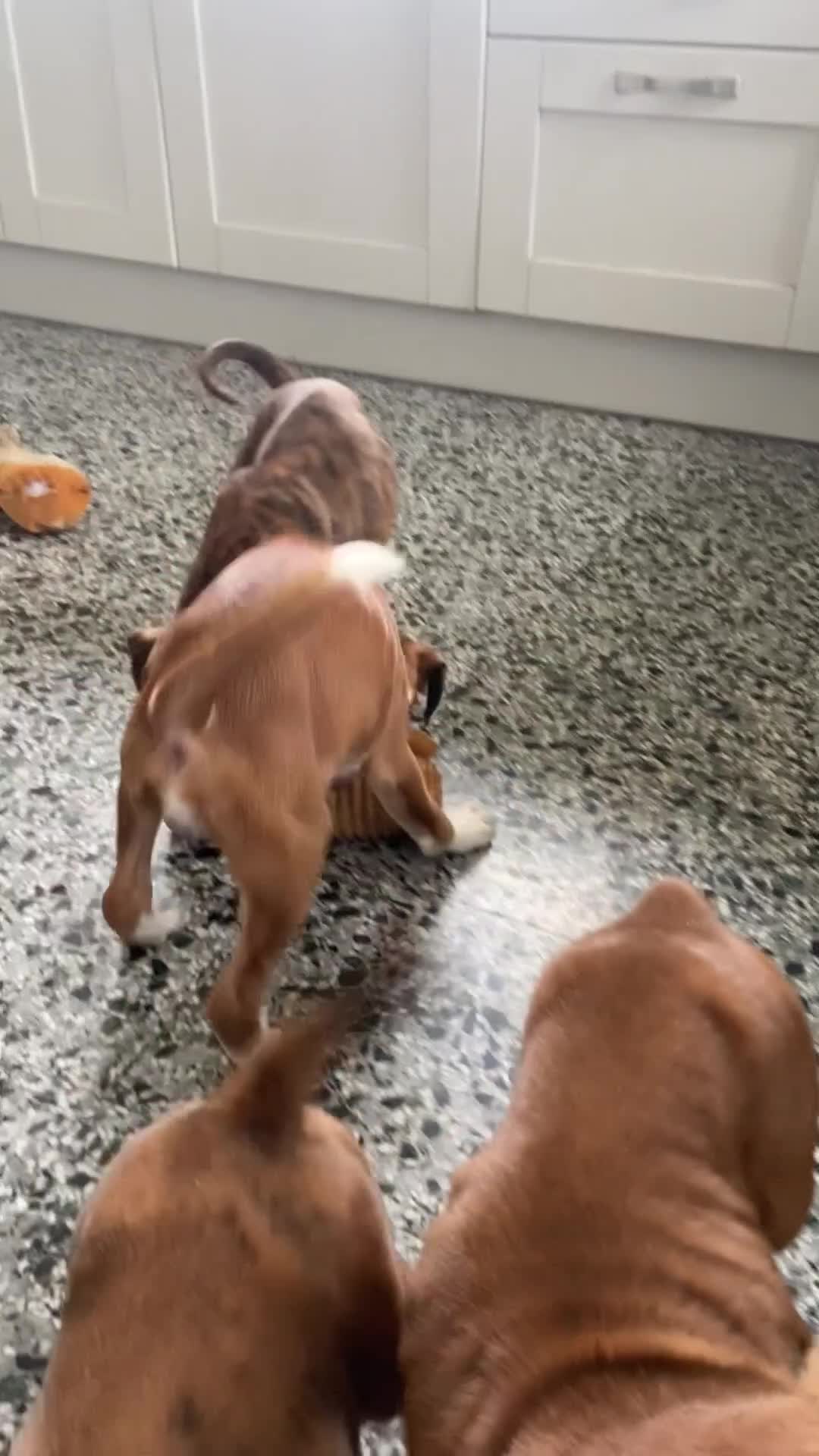 Boxer dogs for sale: Beautiful Boxer puppies - Video 1