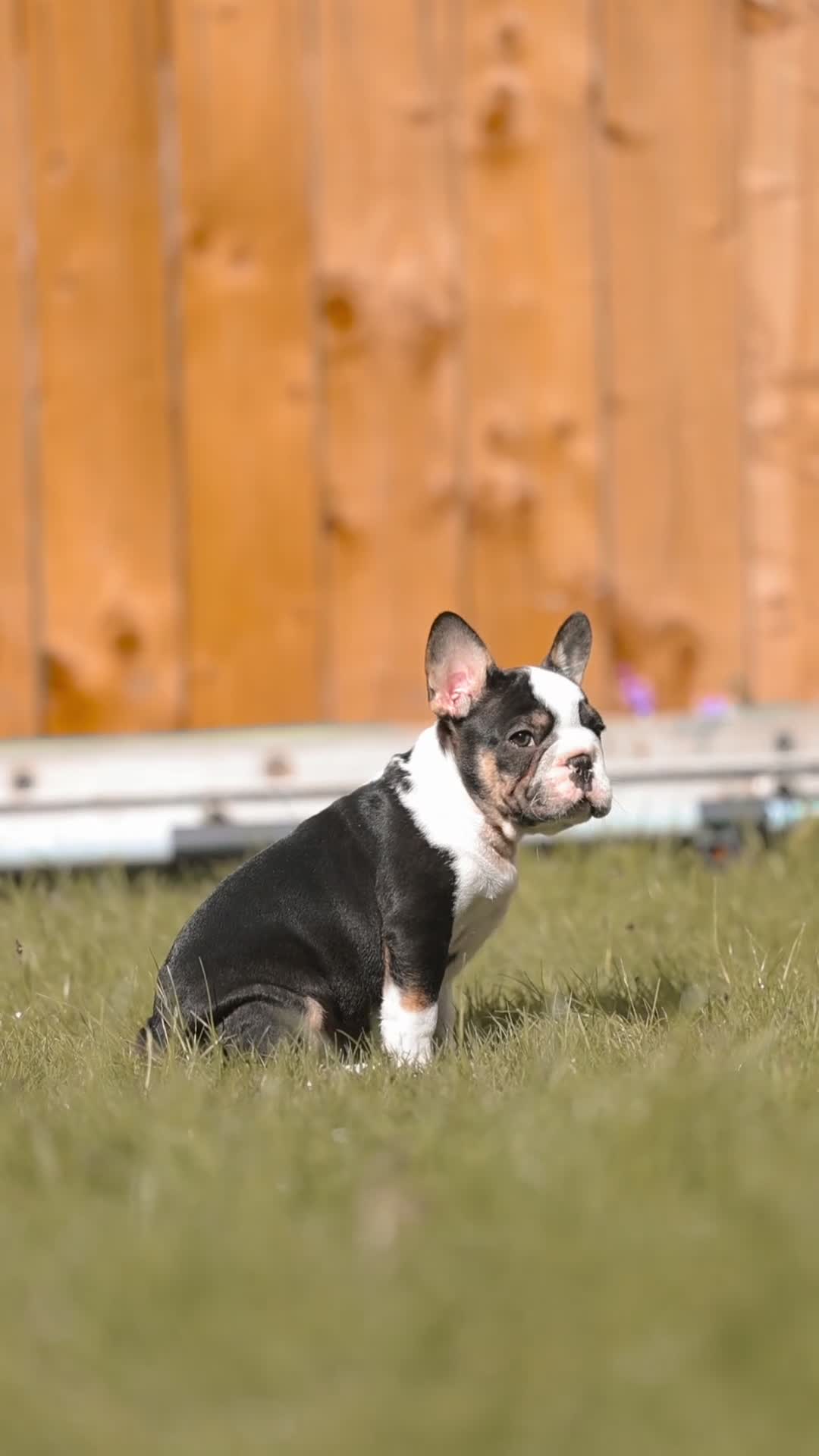 French Bulldog dogs for sale: QUALITY!! HEALTH CLEAR!! FRENCH BULLDOG PUPS!  in Durham - Video 1