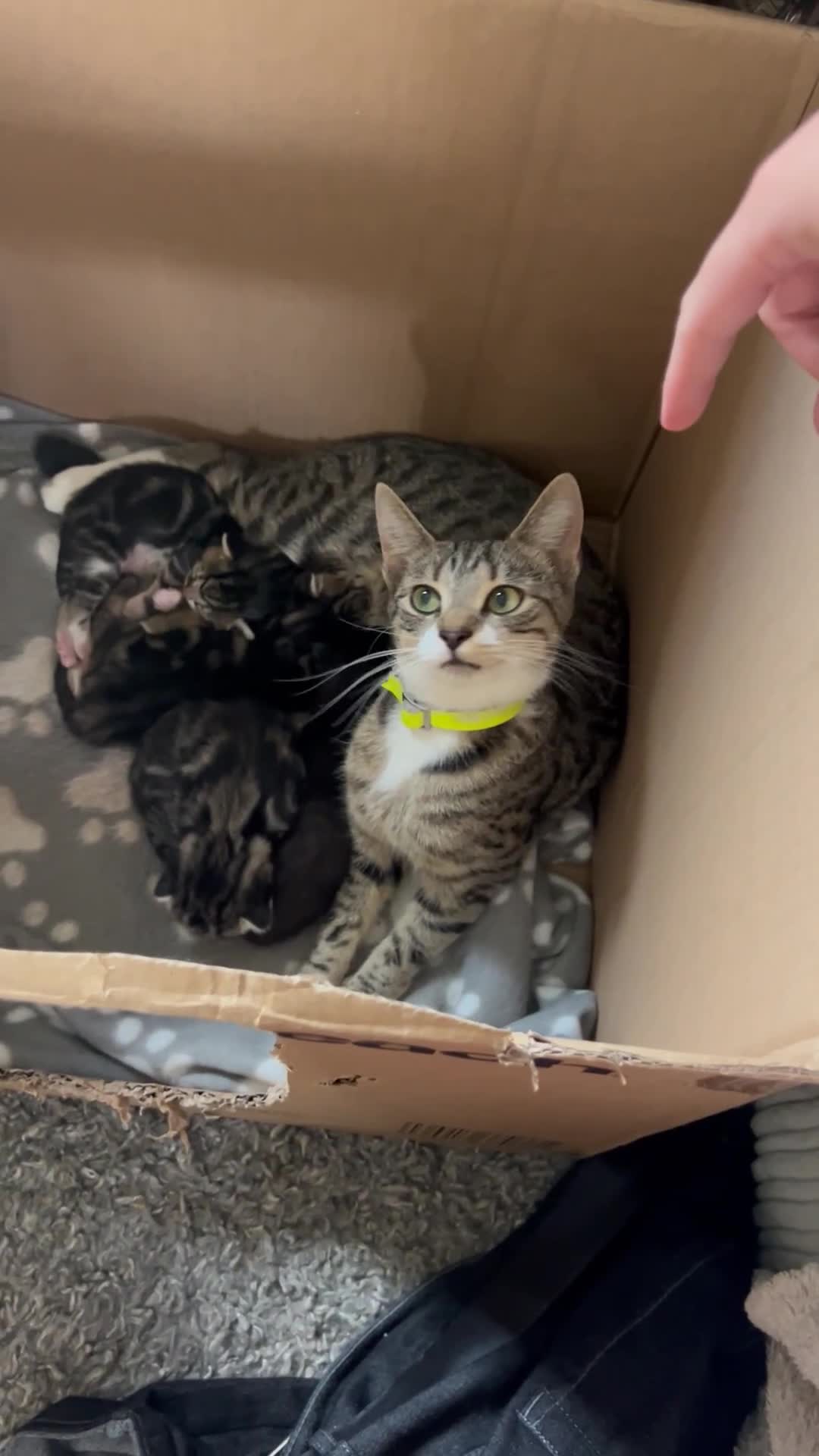 Bengal cats for sale: 3 Bengal mix kittens  - Video 2