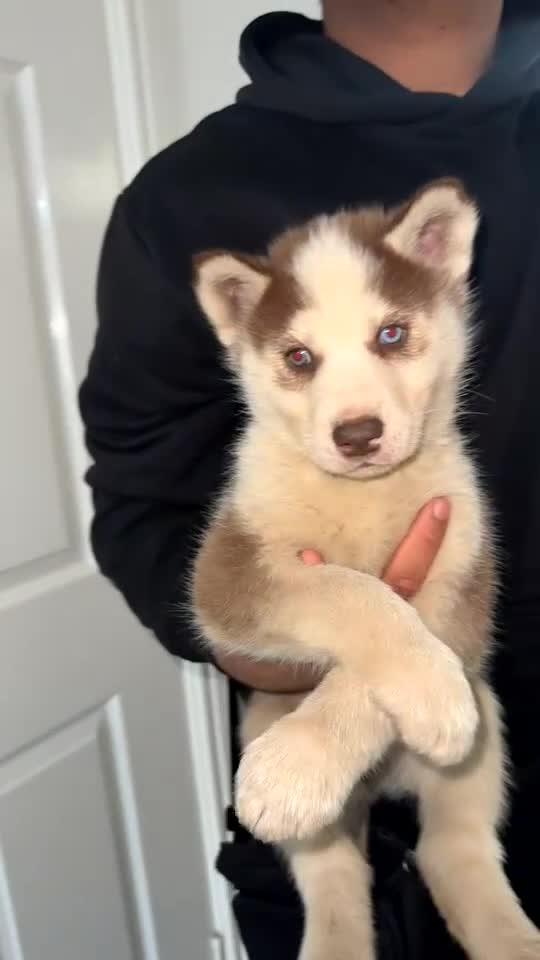 Siberian Husky dogs for sale: Husky puppy's  - Video 3