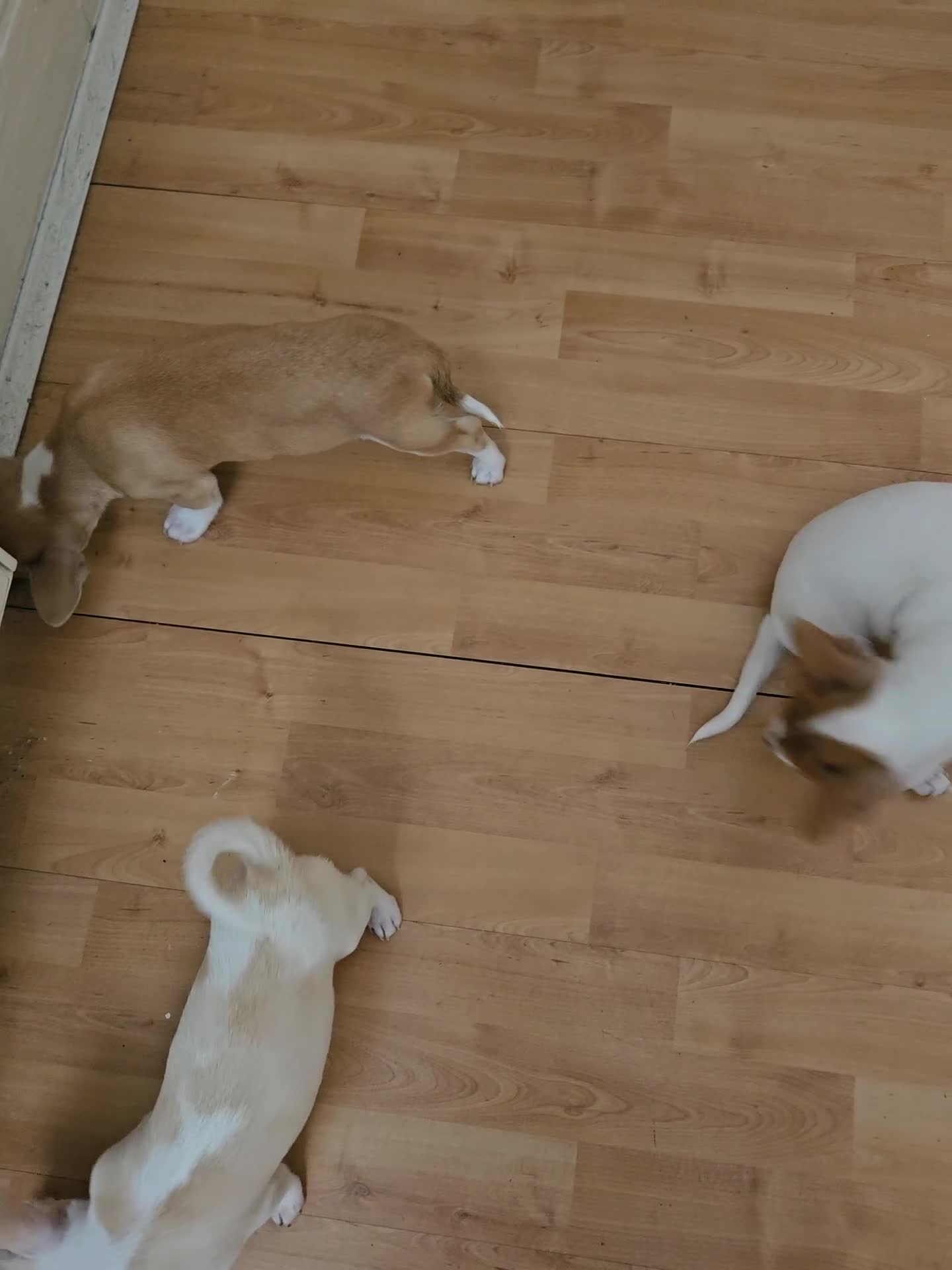 Chihuahua dogs for sale:  chihuahua - Video 1