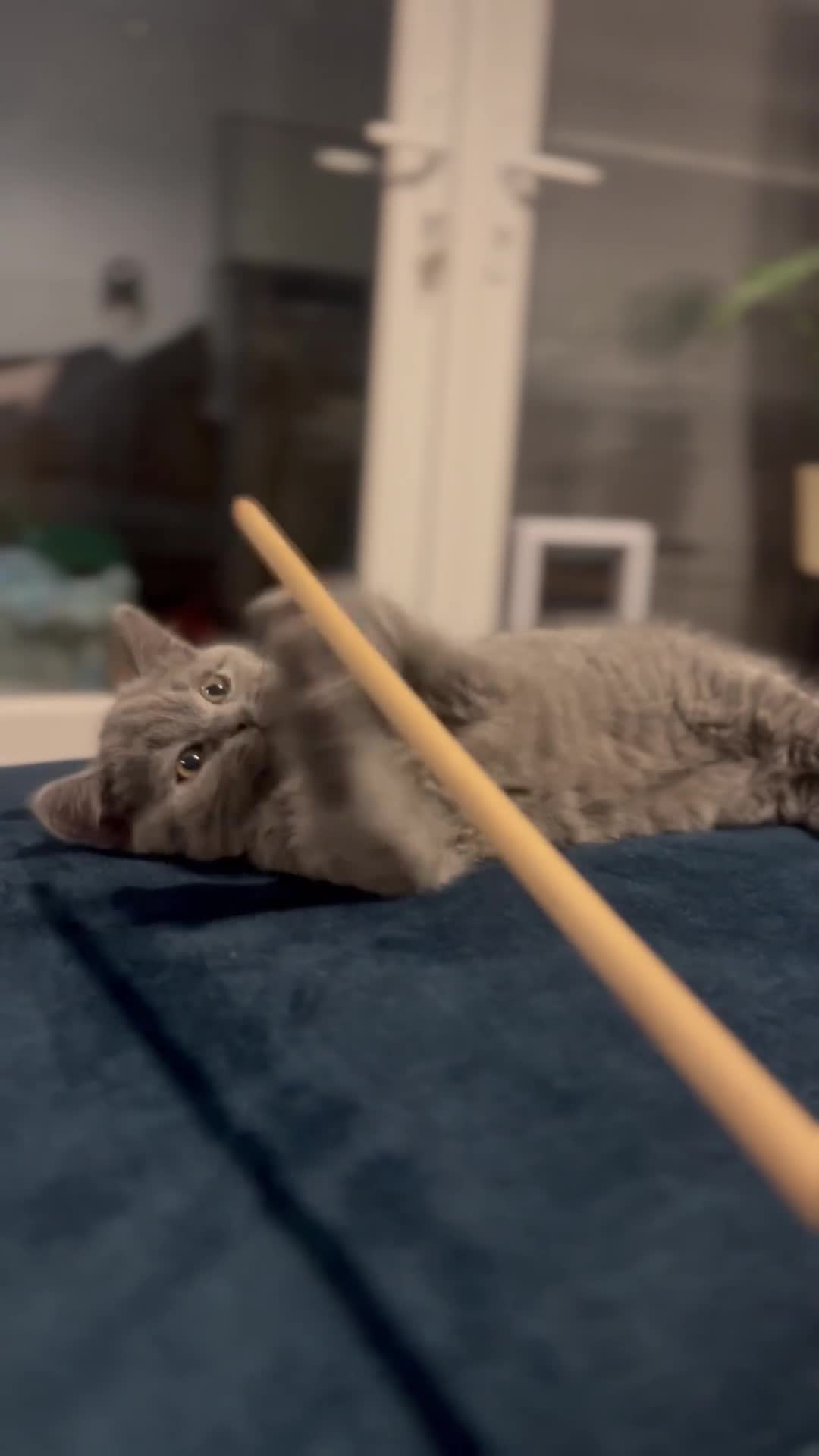 British Shorthair cats for sale: GCCF Registered British Shorthair Kittens -Cardiff - Video 1