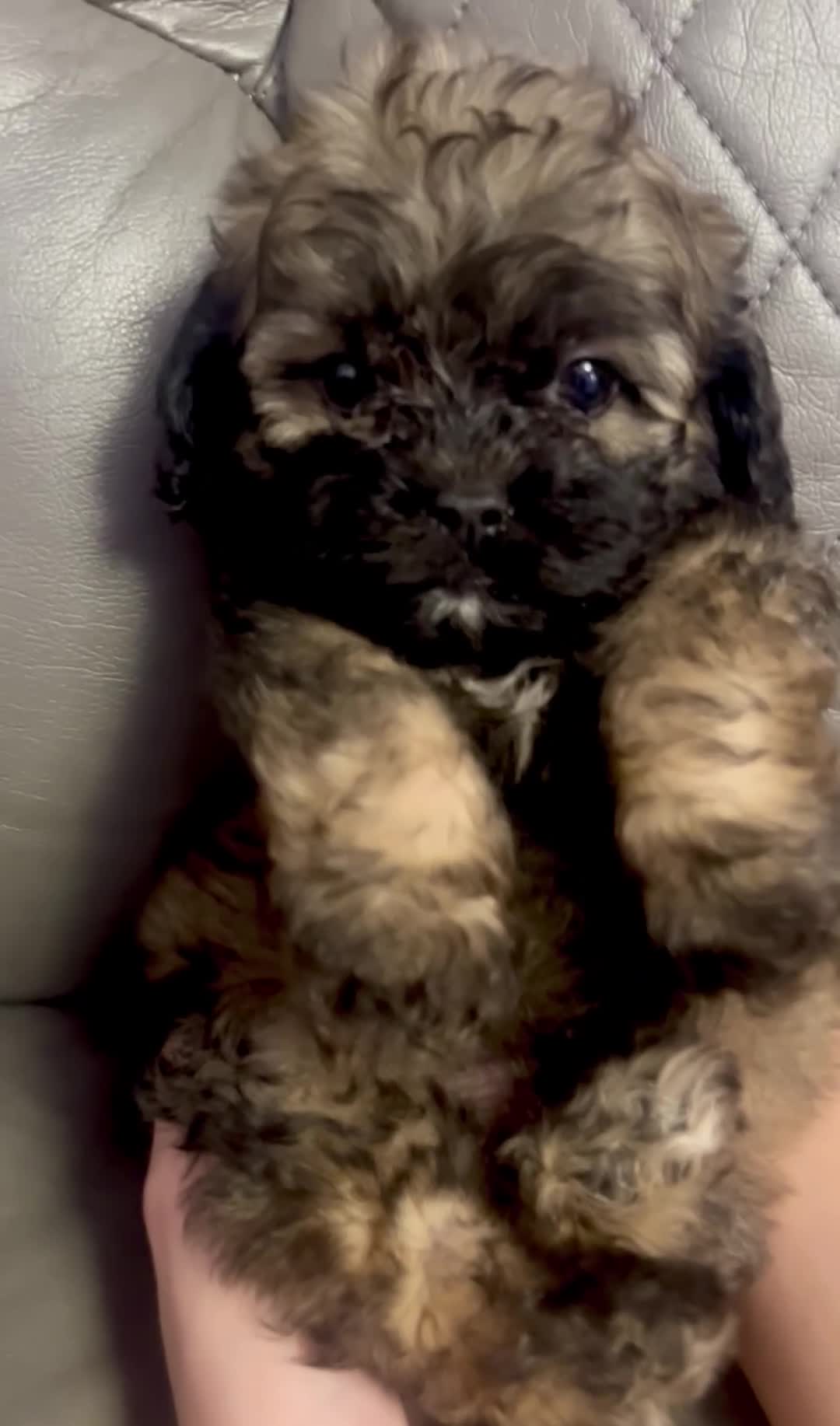 Shihpoo dogs for sale: Toy Shihpoo puppies,Very rare colours 2 BOYS LEFT - Video 2