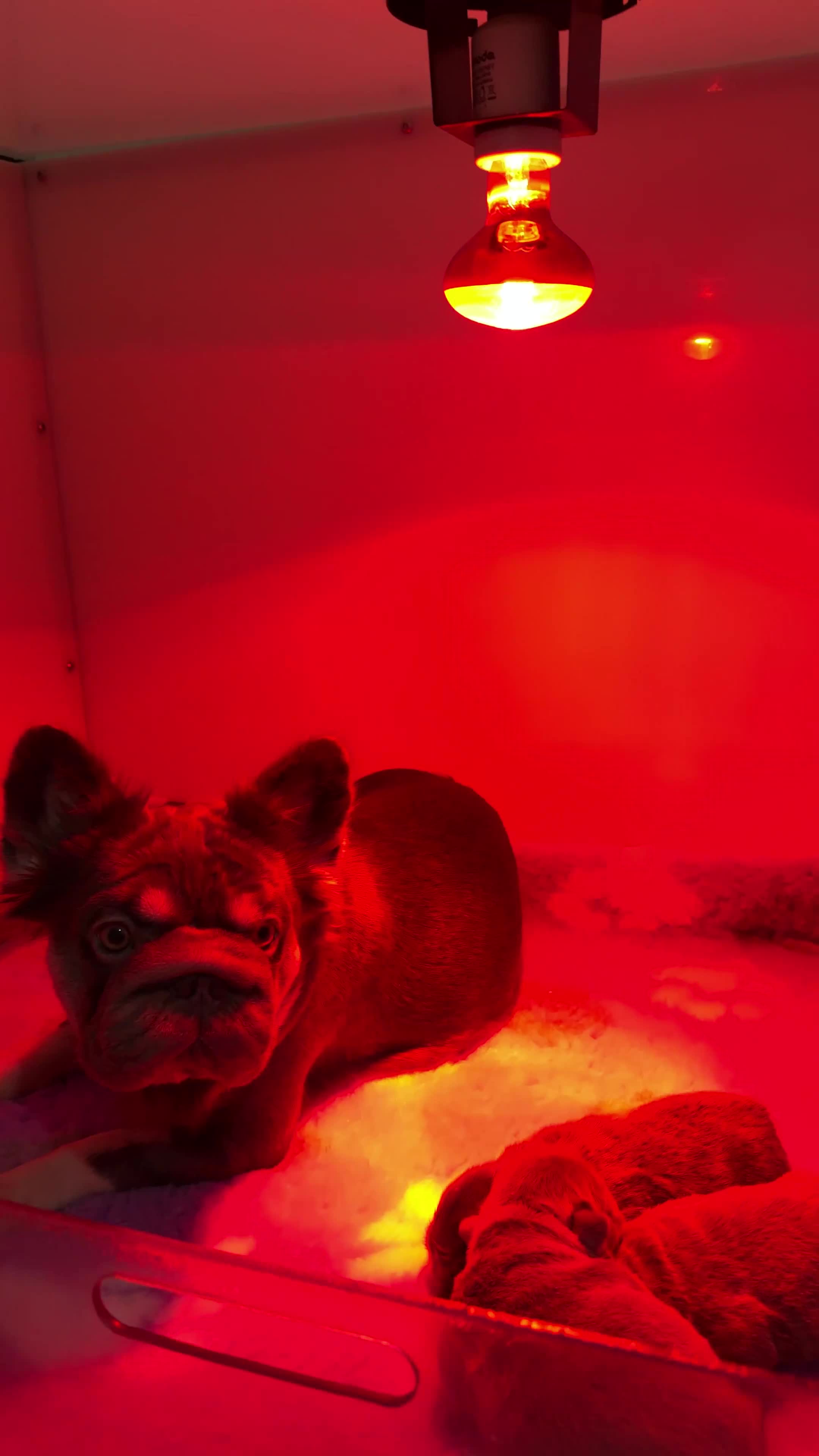 French Bulldog dogs for sale: TOP QUALITY FLUFFY FRENCH BULLDOG PUPPIES - Video 2