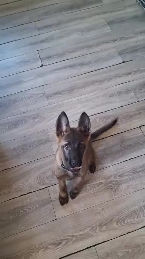 Mixed Breed dogs for sale: Stunning little boy American shephard 6 month old - Video 1