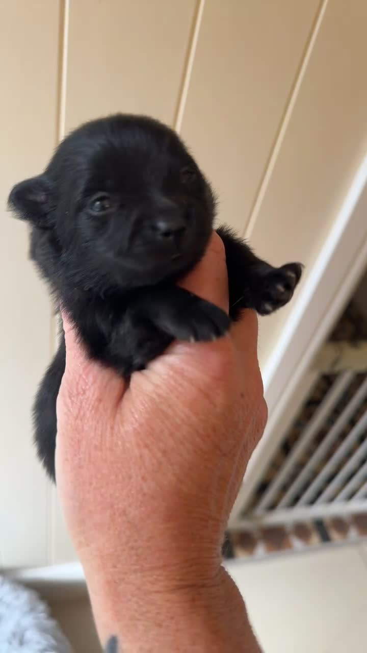 Pomeranian dogs for sale: Pomeranian puppies  - Video 5