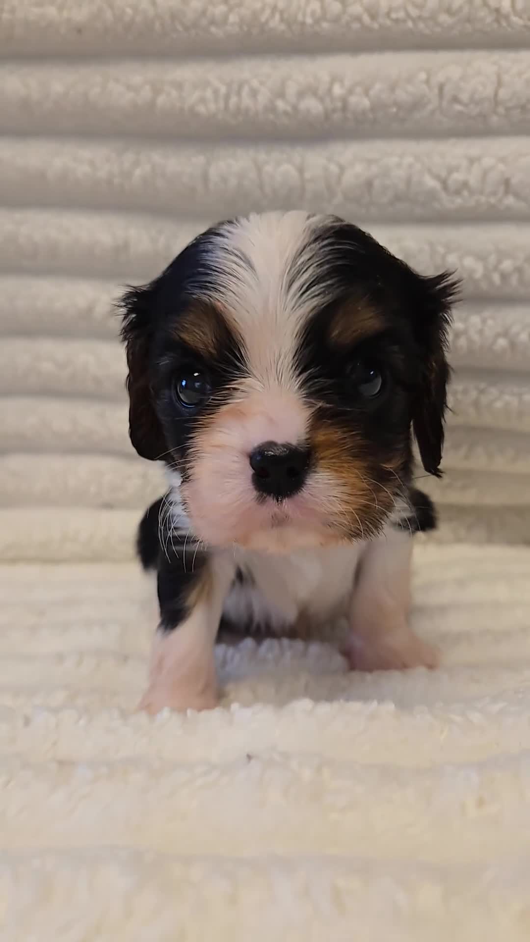 Cavalier King Charles Spaniel dogs for sale: KC Reg fully health tested parents cavvie pups  - Video 3