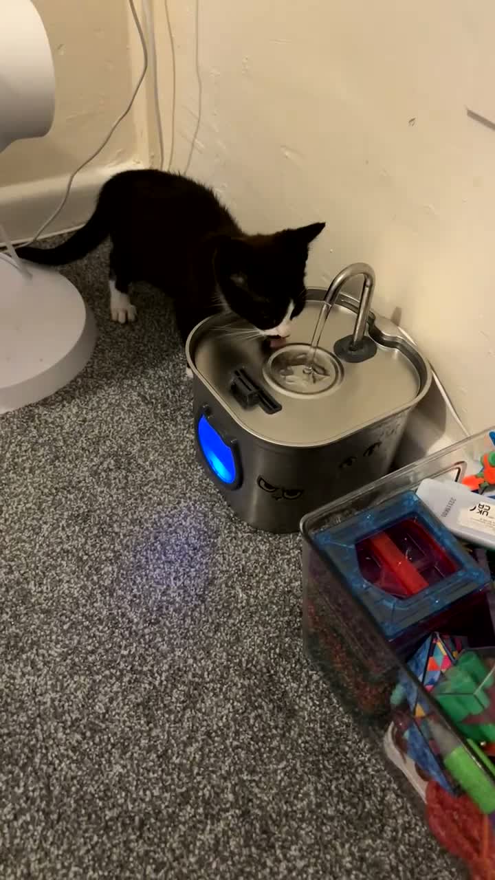 Mixed Breed cats for sale: Black and white cat - Video 3